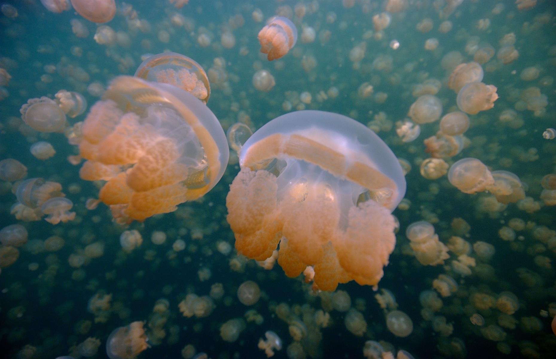 Jellyfish Lake, Eil Malk Island, Palau