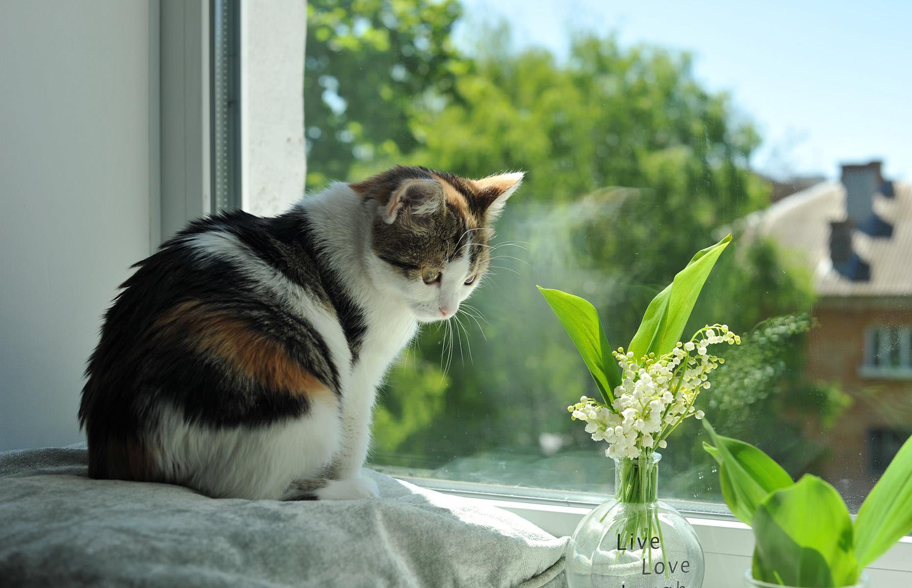 How to stop lily of the valley causing harm
