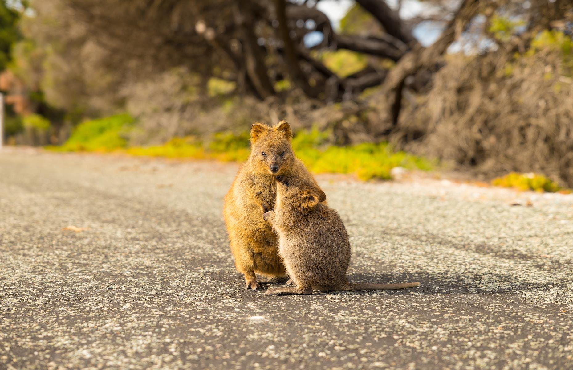1. Snap smiley quokkas, Rottnest Island, Western Australia