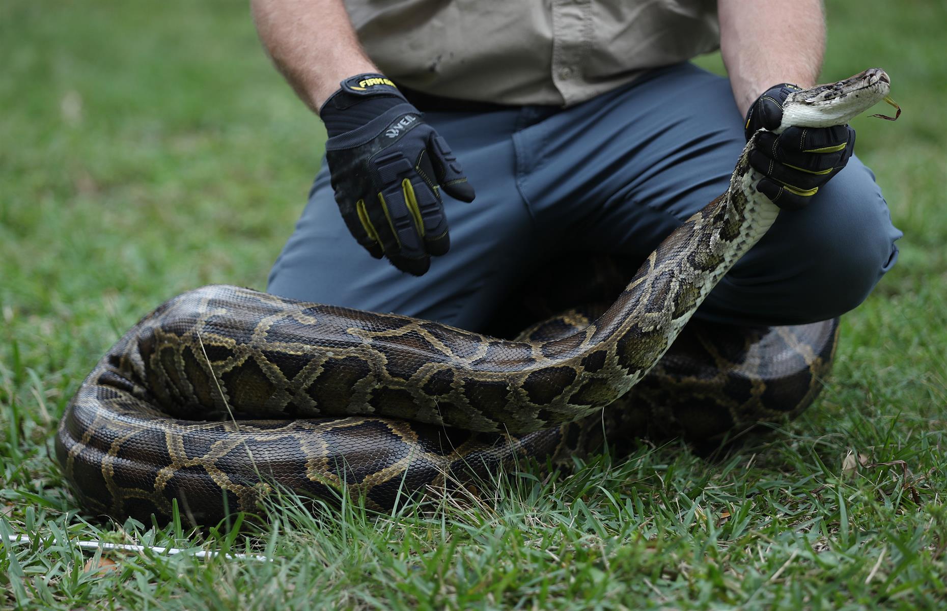 Hurricane Andrew unleashed giant pythons into the Everglades