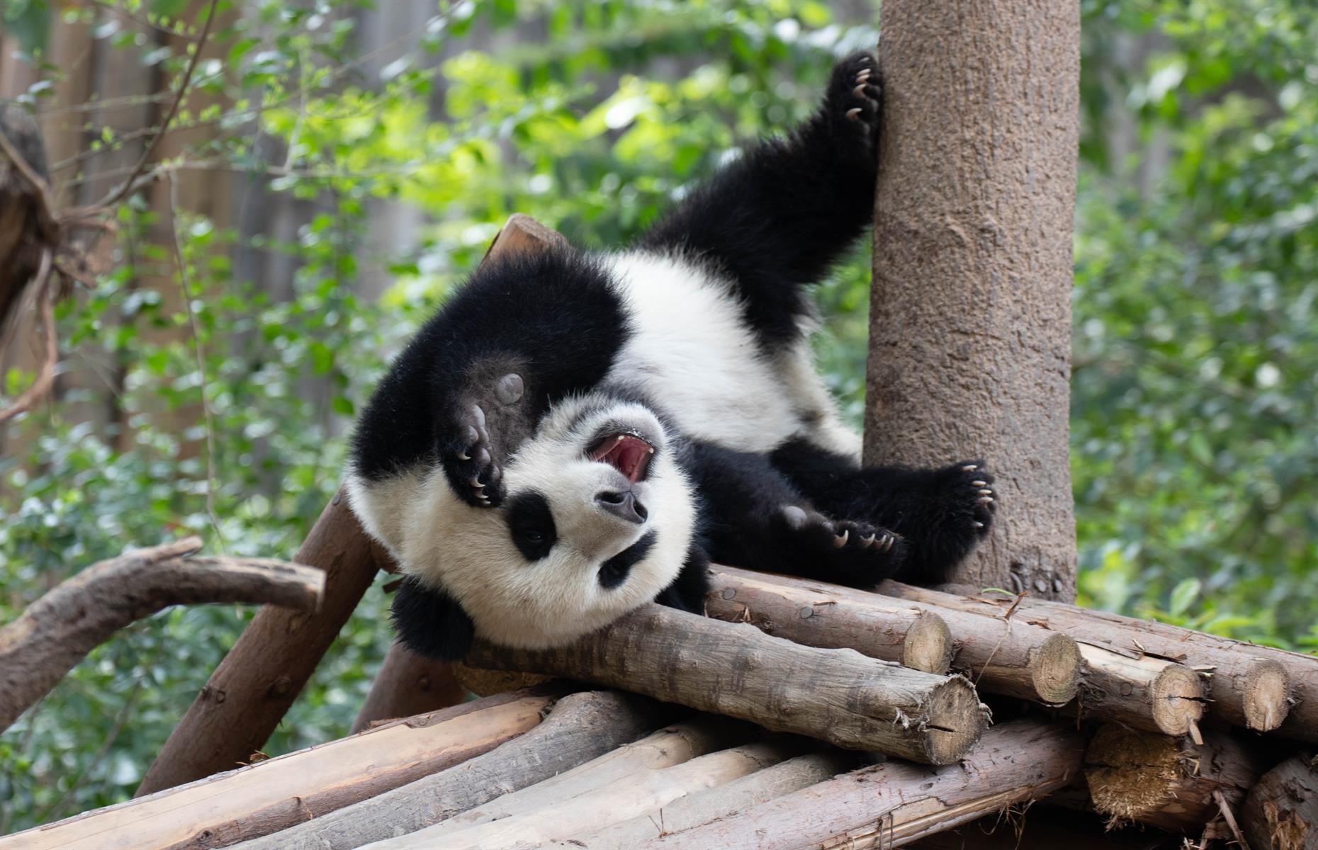 Pandas do handstands to pee