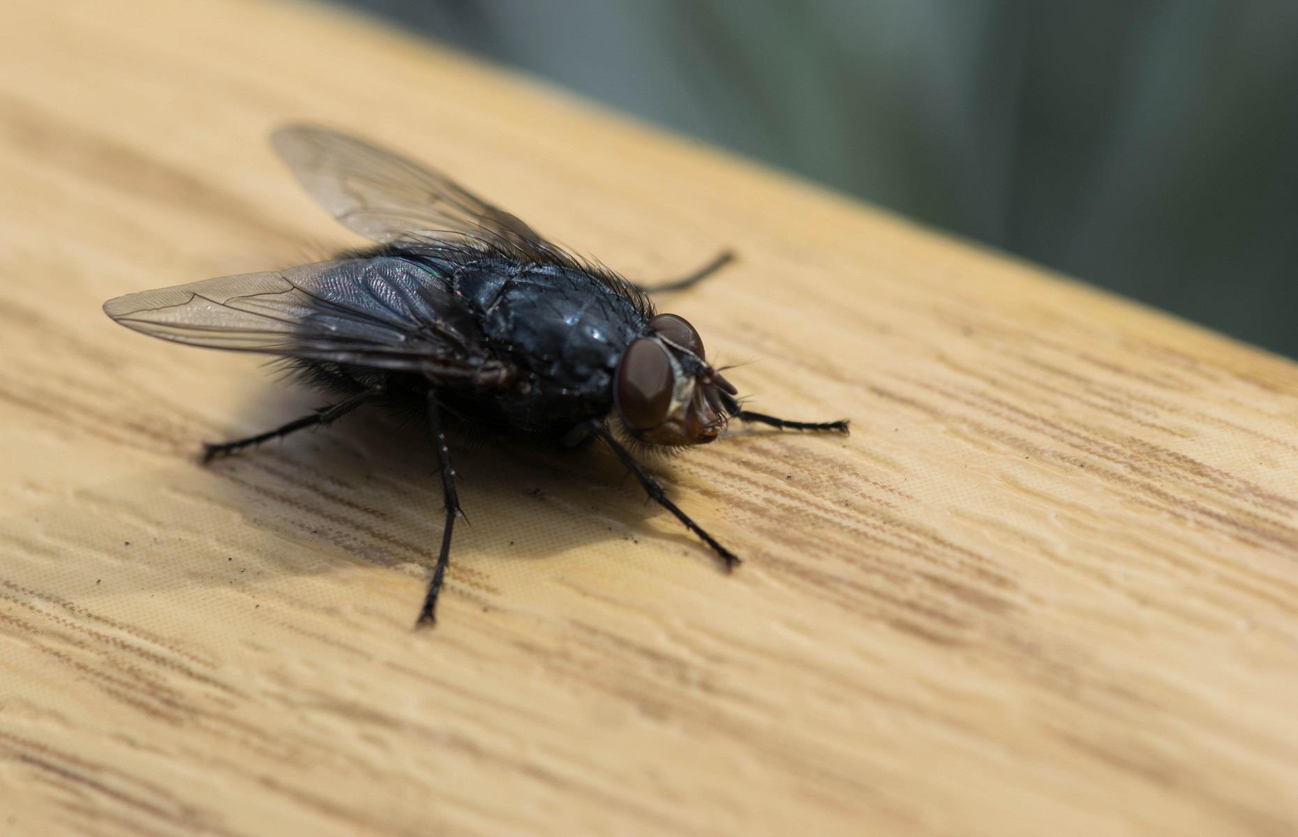 Household pest: flies