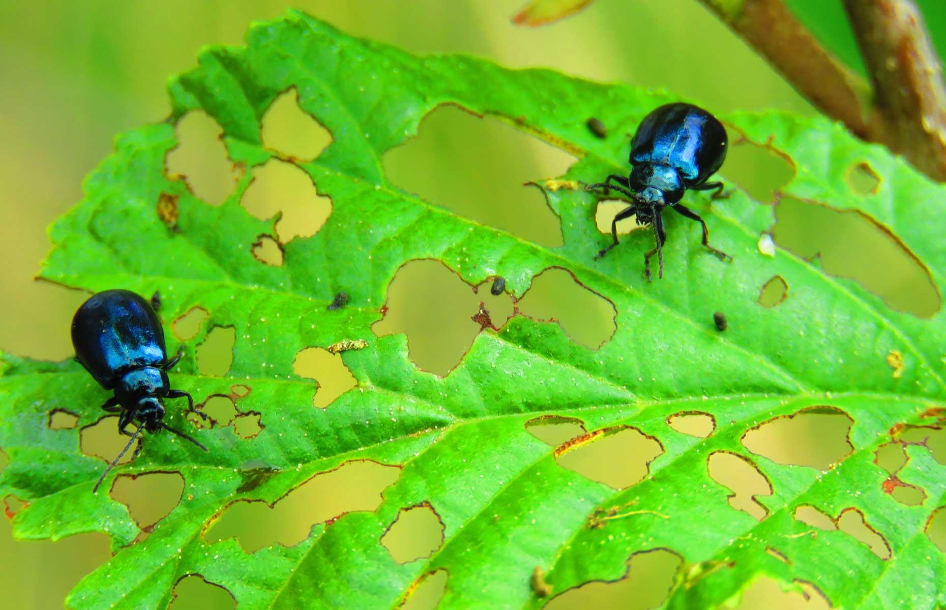 Pest: alder leaf beetle