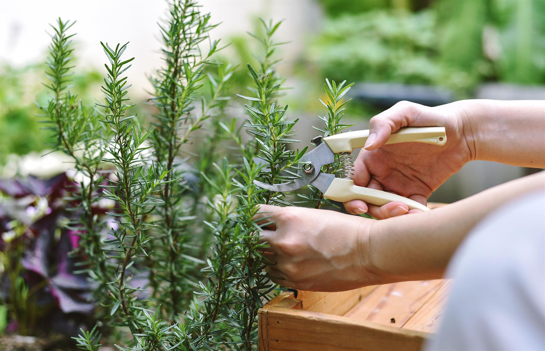 2. Sell homegrown herbs