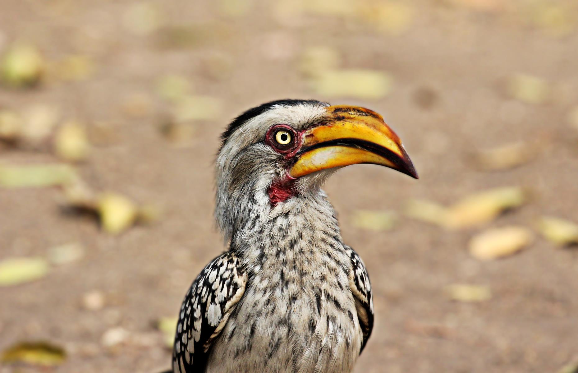 Go on a silent safari in South Africa