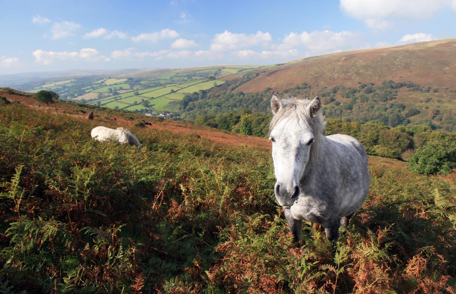 Pony spotting in Dartmoor, Devon, England
