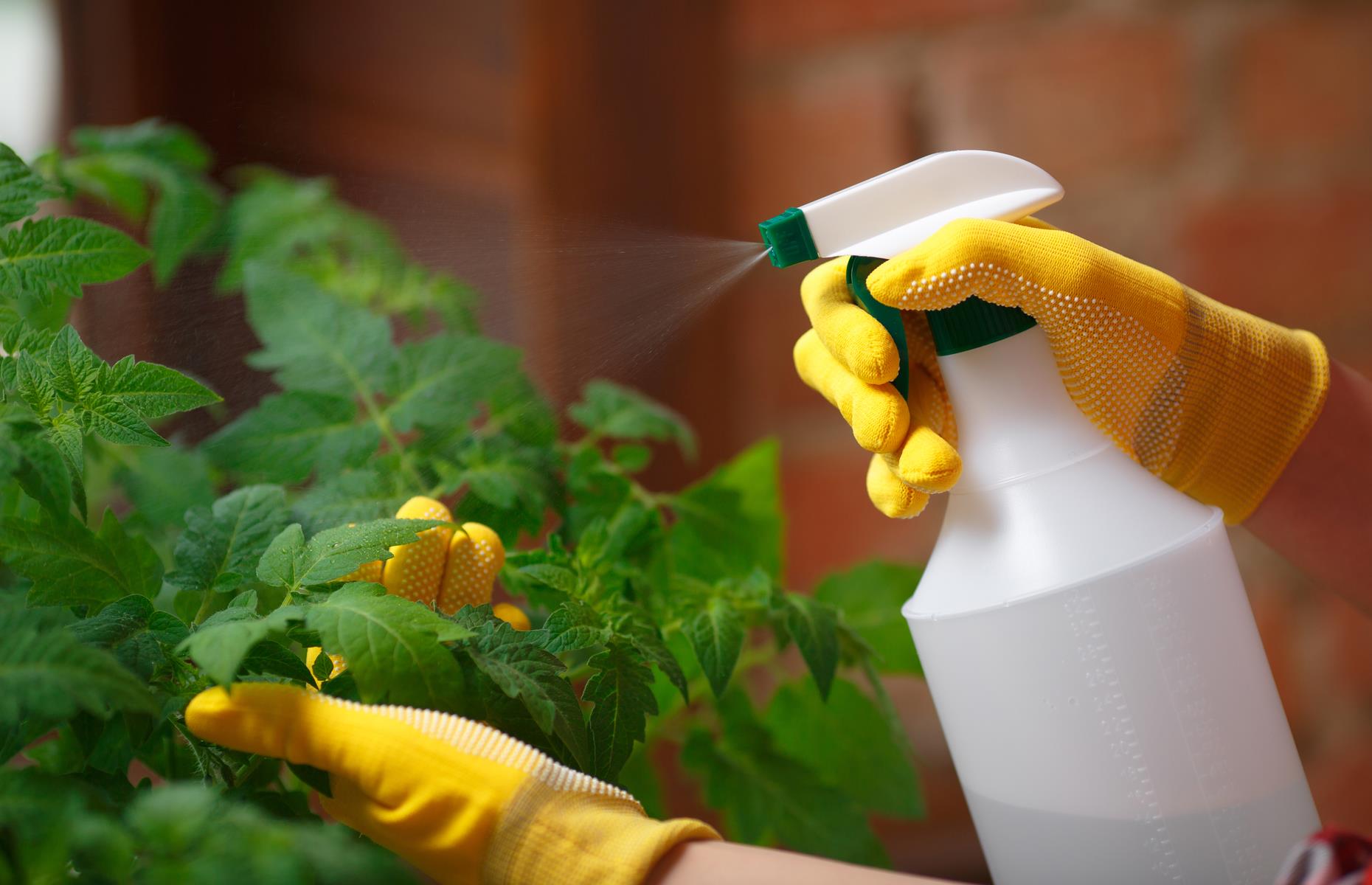 Powdery mildew: treatment