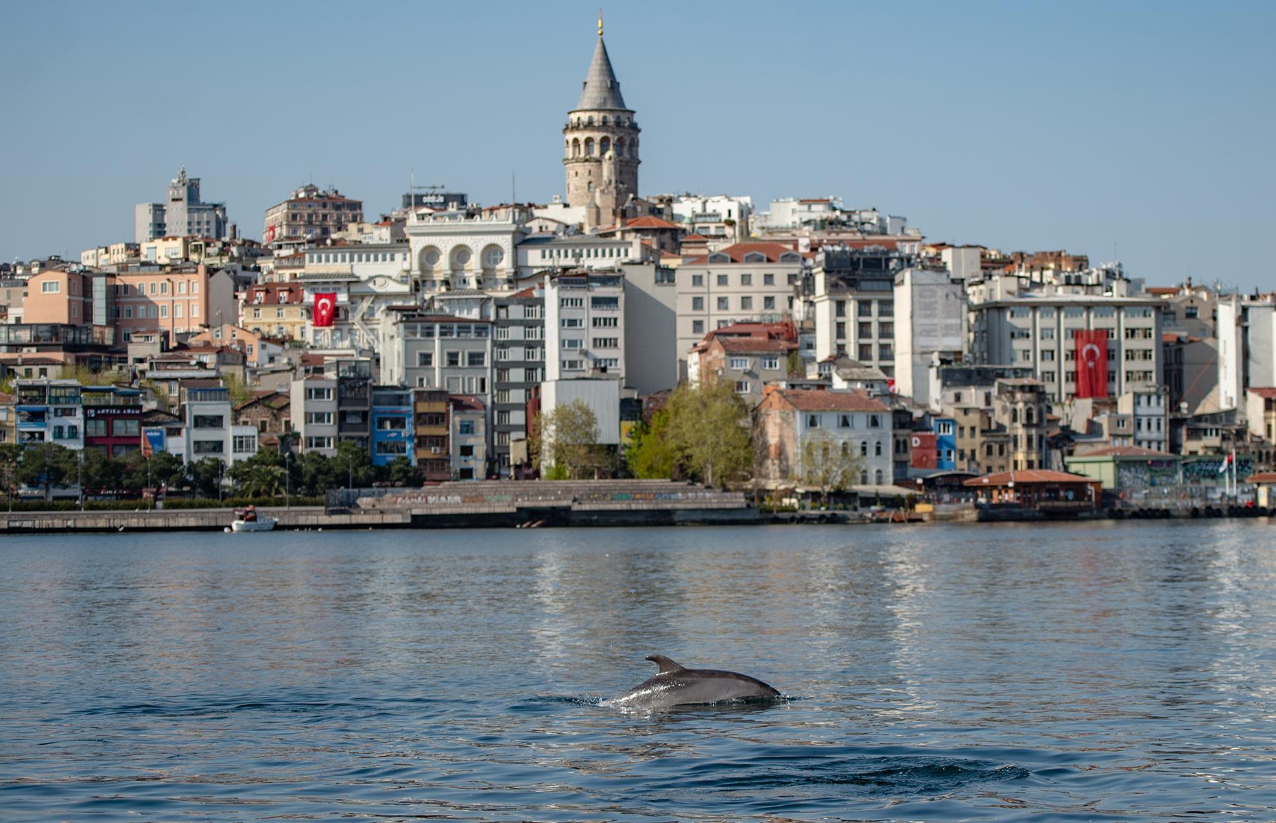Dolphins return to the Bosphorus Strait, Istanbul, Turkey
