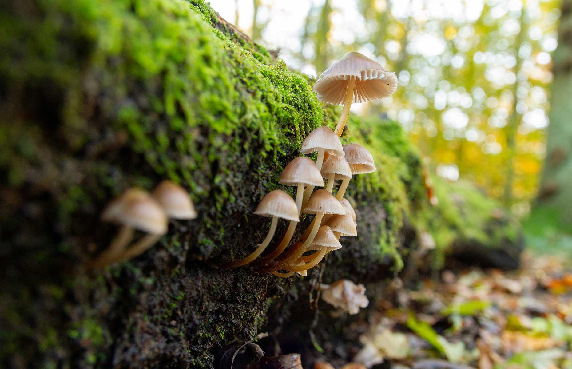 Woodland walks, various