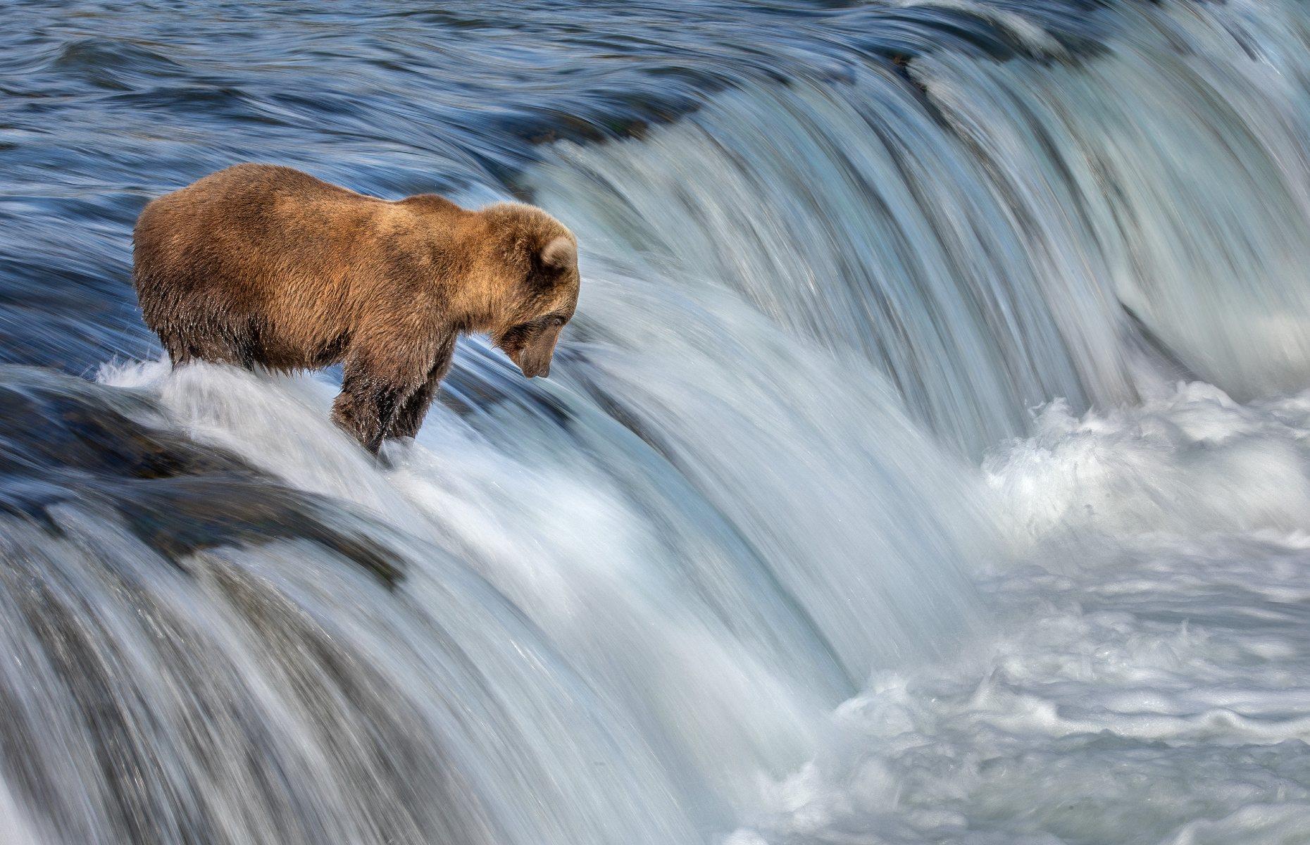 A bear ready to pounce
