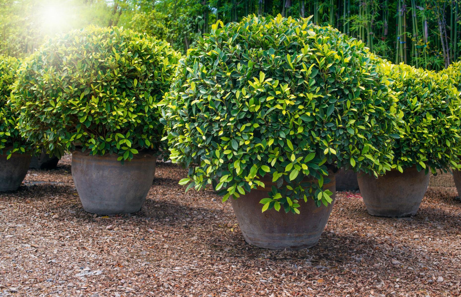 Opt for low-maintenance plants