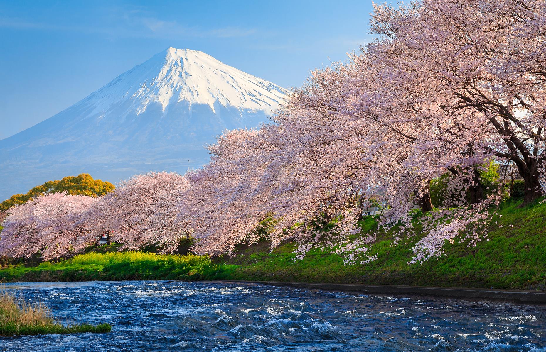 Sakura season, Japan