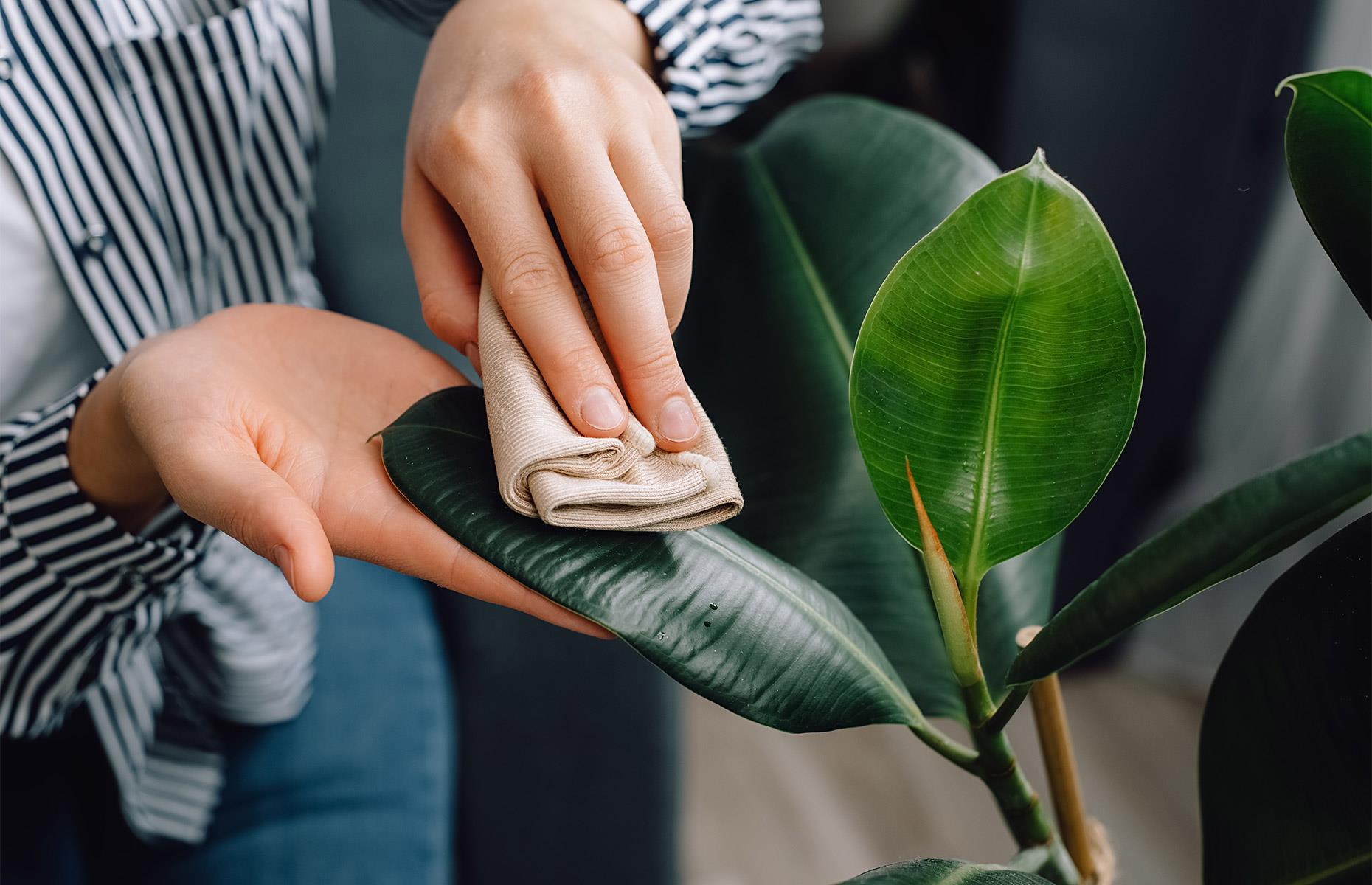 Say hello to your plants