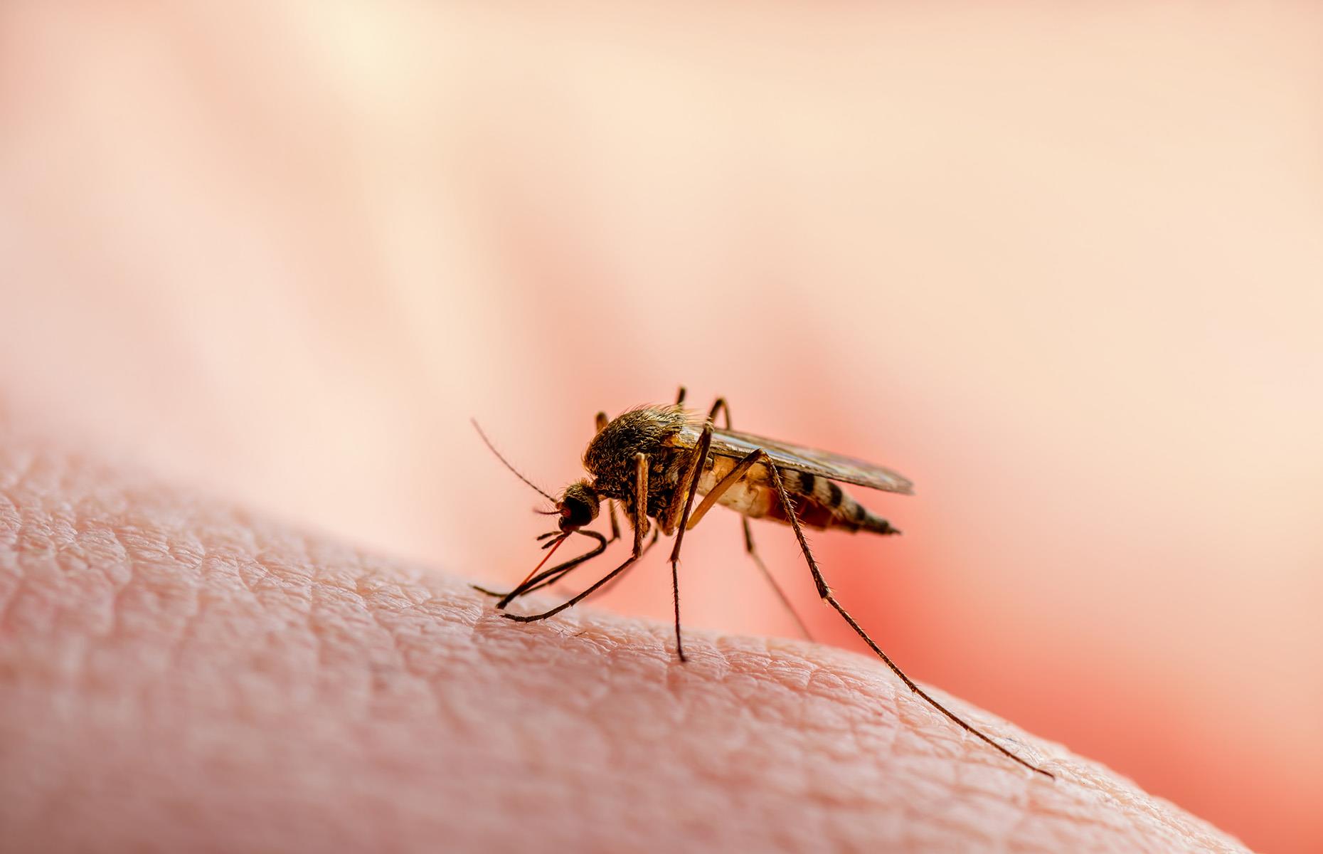 Mosquitos 