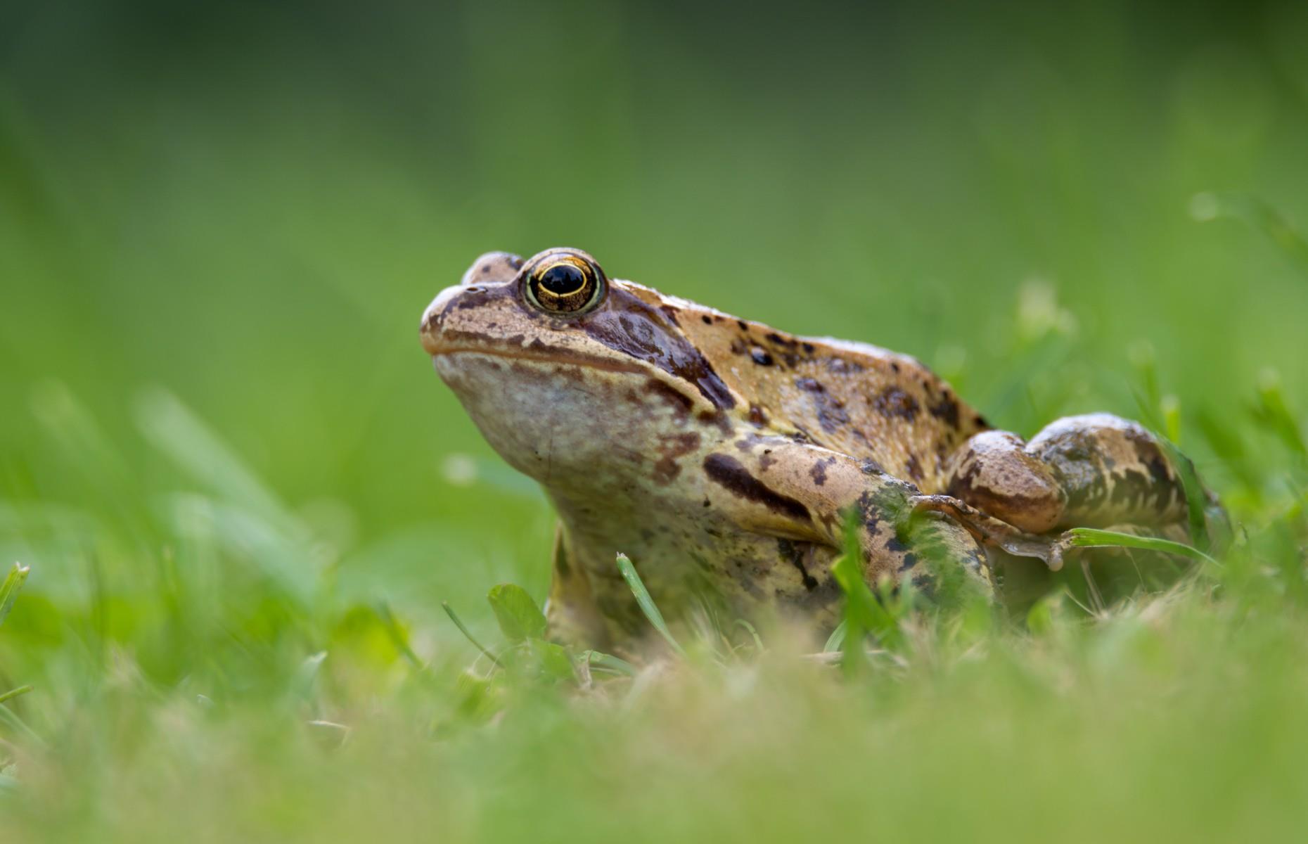 Russians believed frogs would keep milk fresh