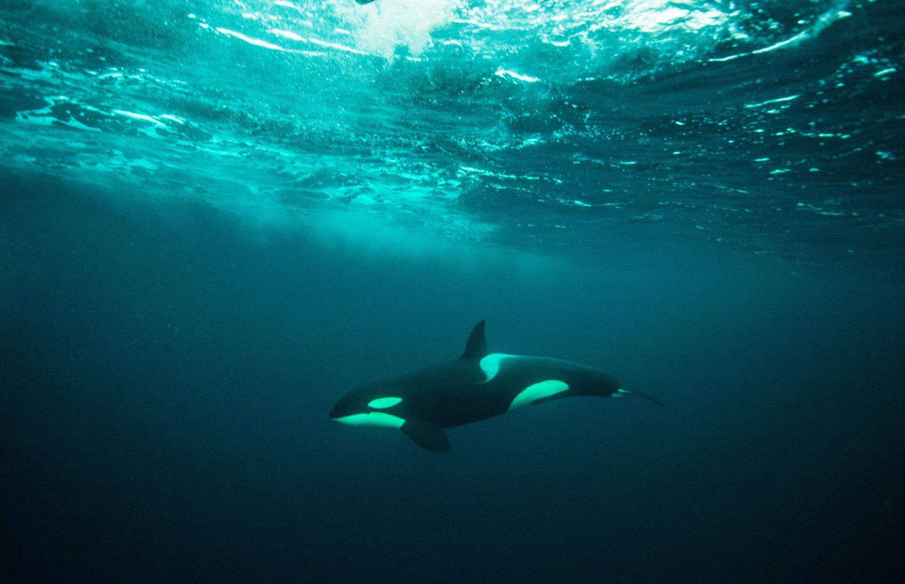 12. Spot orcas in the Southern Ocean, Bremer Bay, Western Australia