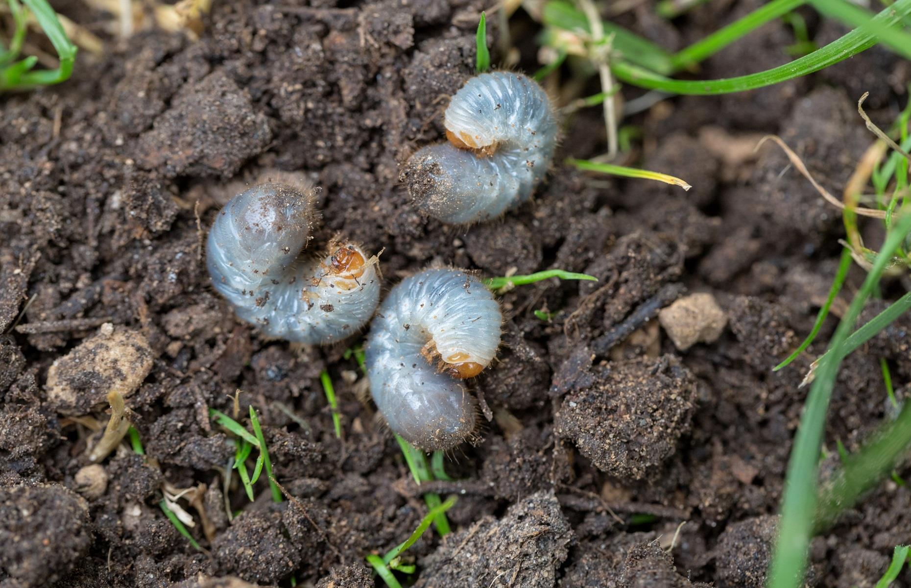 Garden pest: chafer grubs