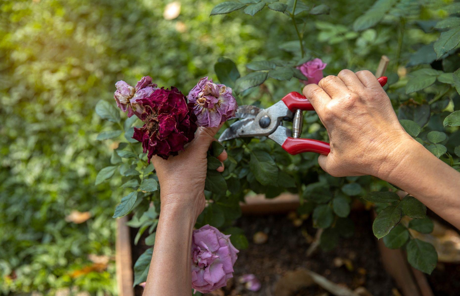 What you can take to the tip: green waste