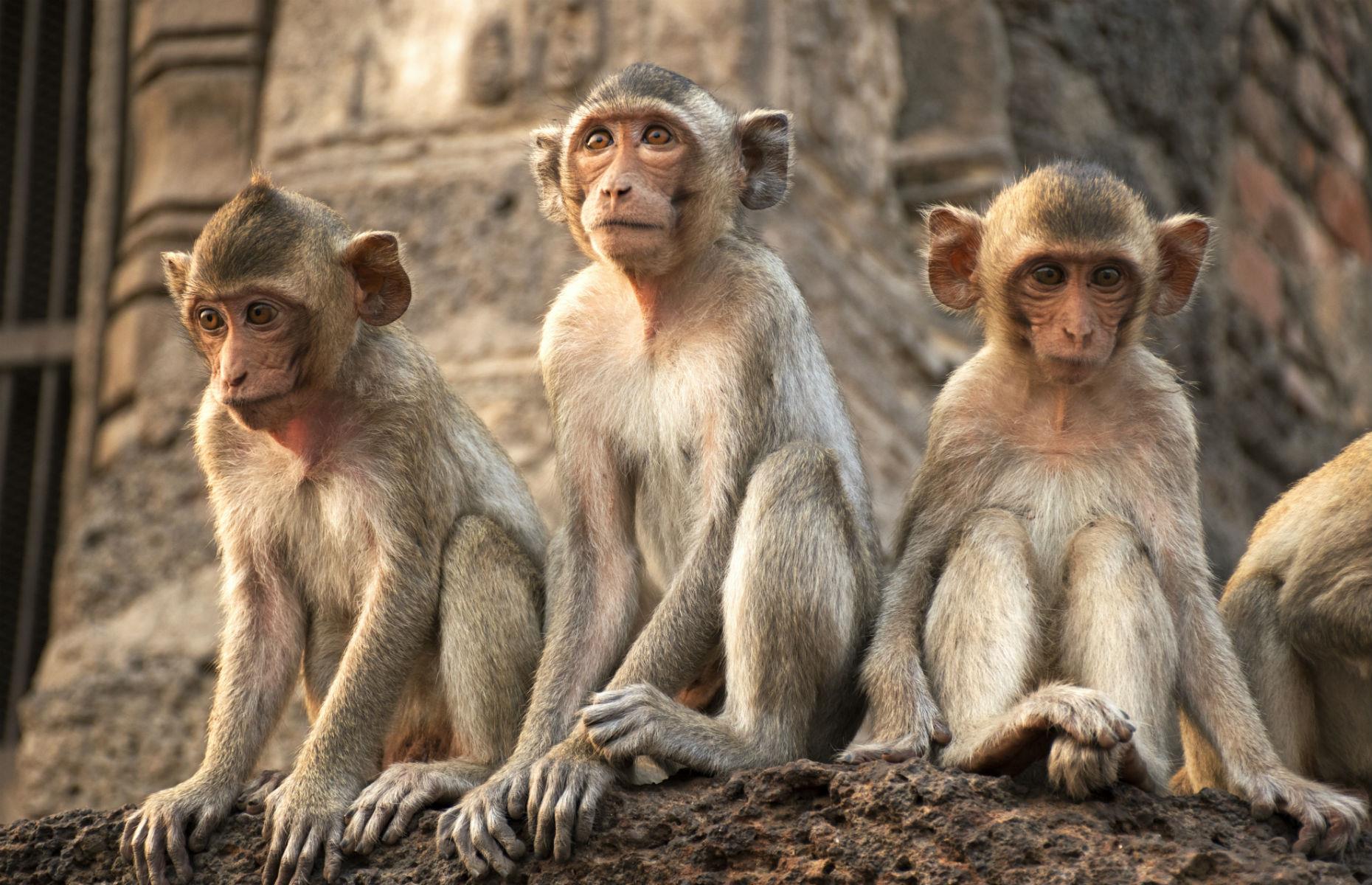 US: A study into the gambling habits of monkeys – $171,000 (£128k)
