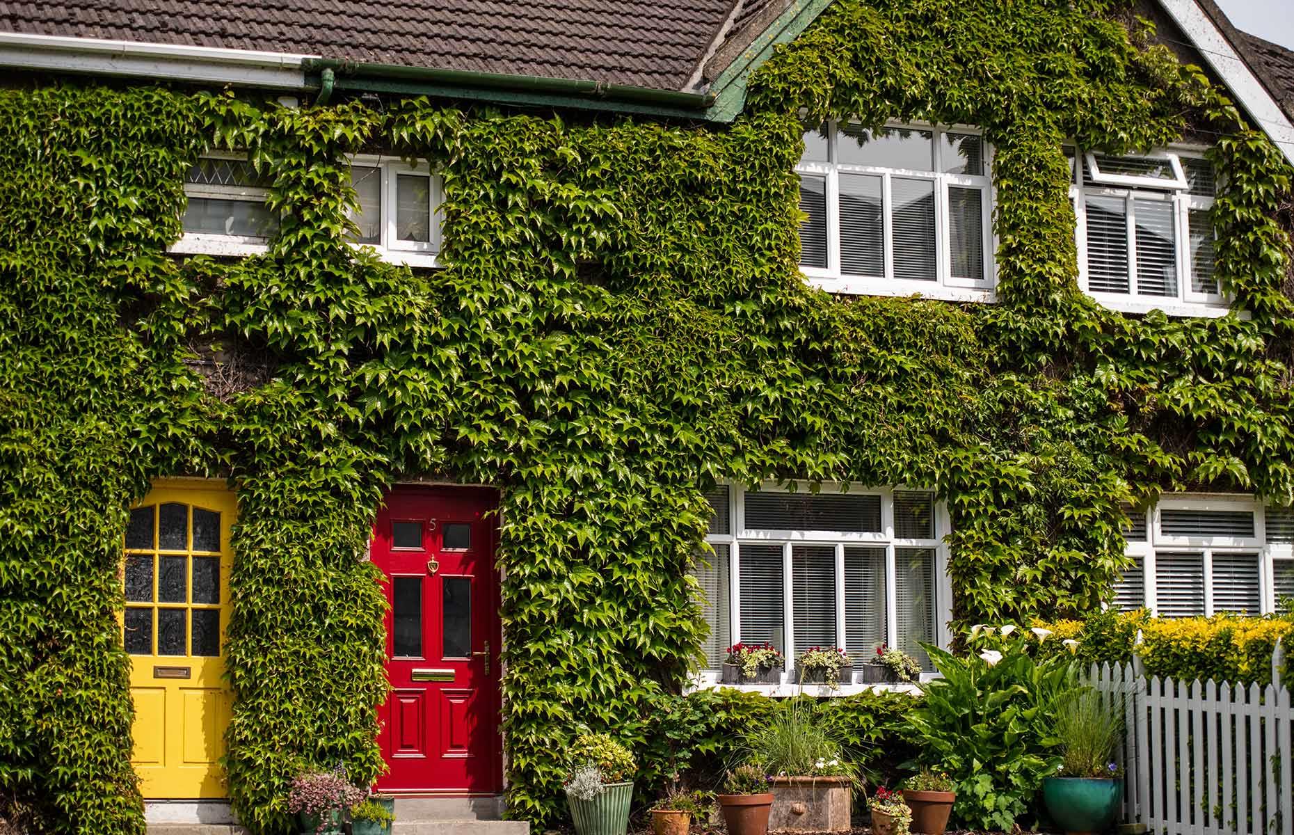 How to stop ivy causing harm