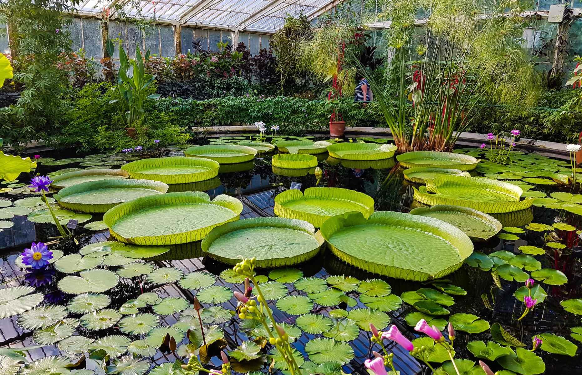 Kew Gardens, London, England, UK