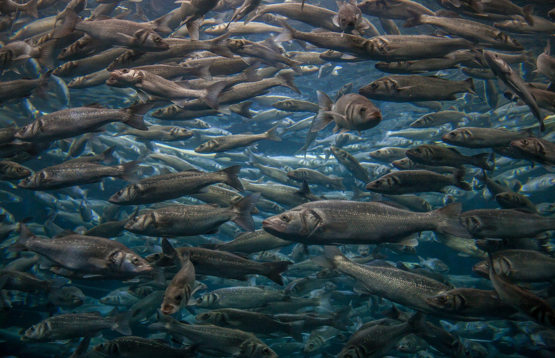 In 1830 and 1859 it rained fish (sort of)