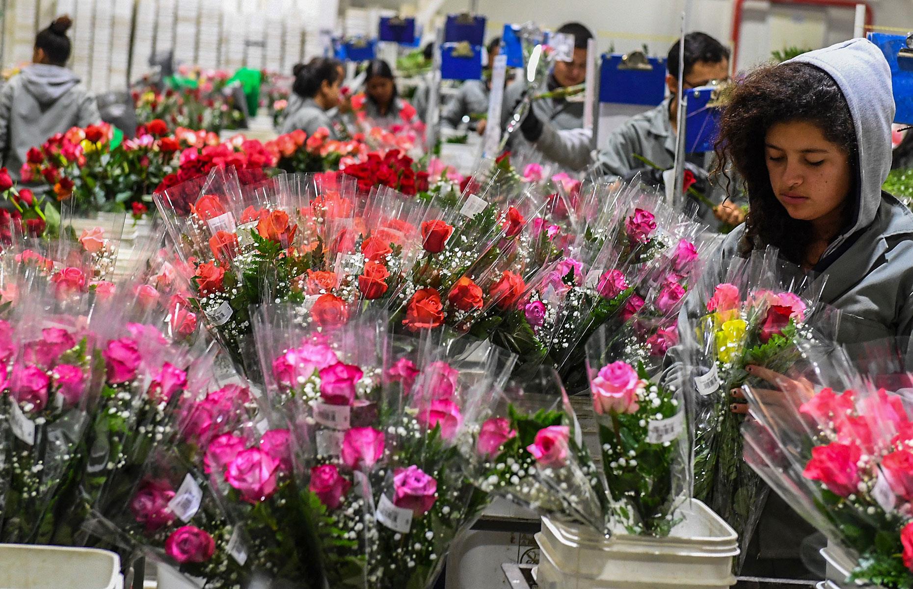 Colombia: 60% of cut flower imports