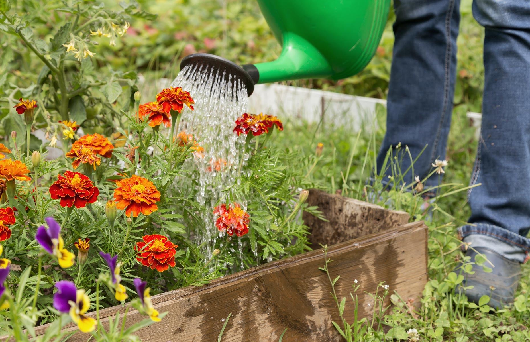 Watering at the wrong time