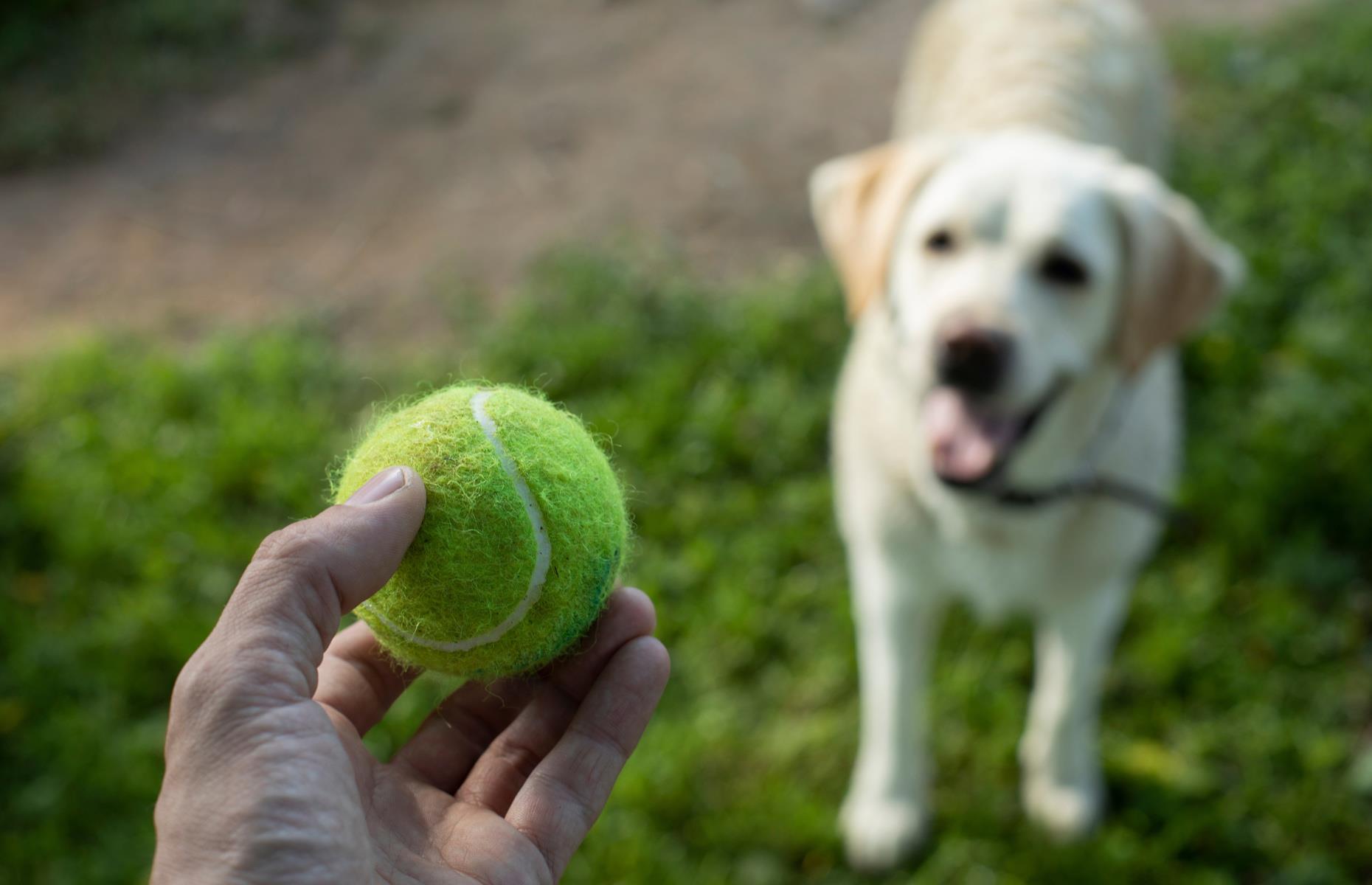Elimina los rayones en el suelo con una pelota de tenis 