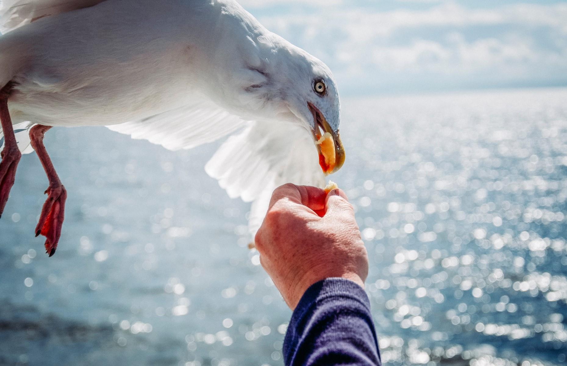 UK: feeding a seagull – $140 (£100) fine
