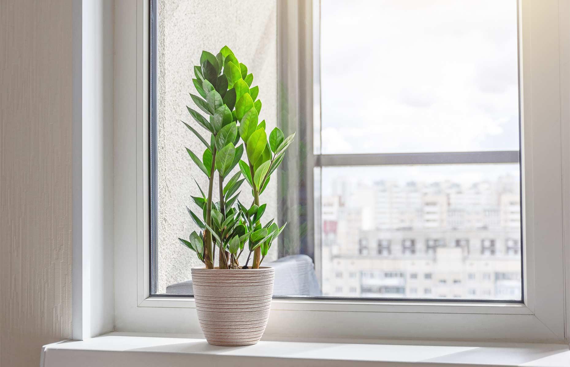 Make windows shine