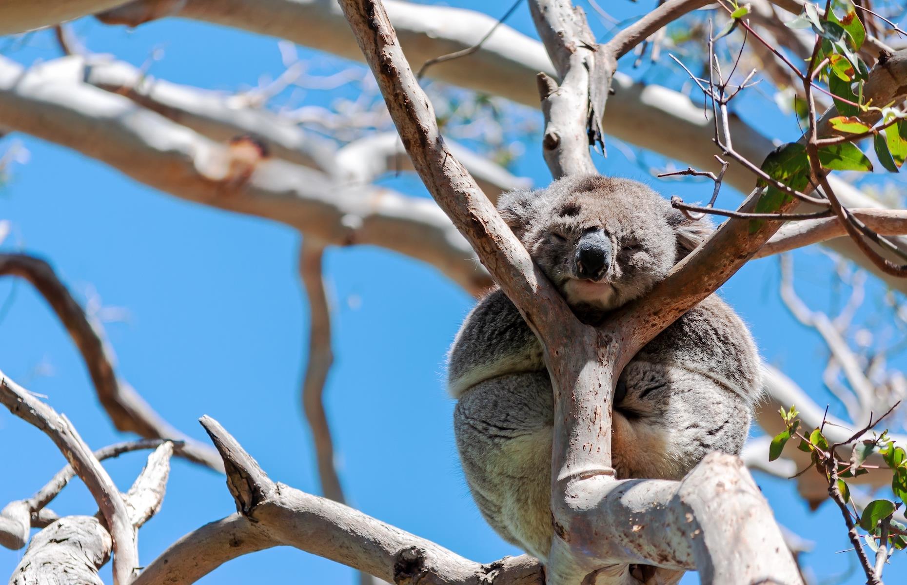 2. Walk under koalas, Apollo Bay, Victoria