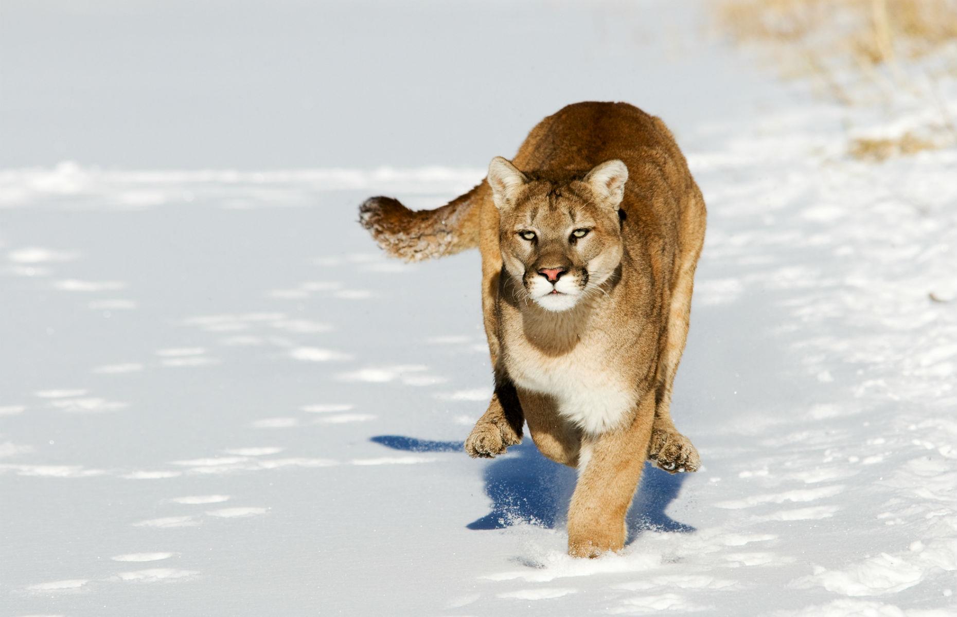 US: Teaching mountain lions to run on a treadmill? – $856,000 (£641k)