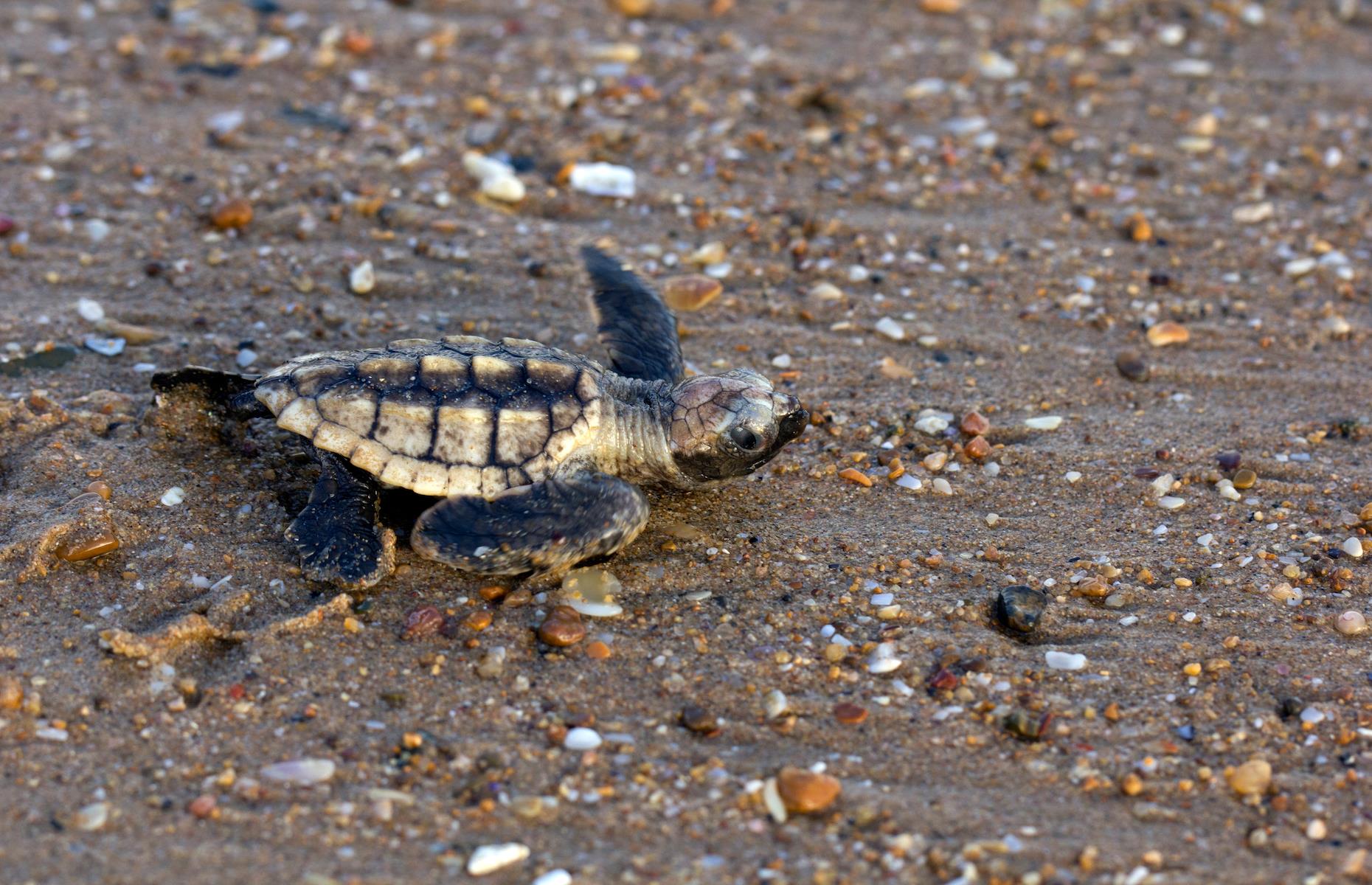8. Watch turtles hatch, Bundaberg, Queensland