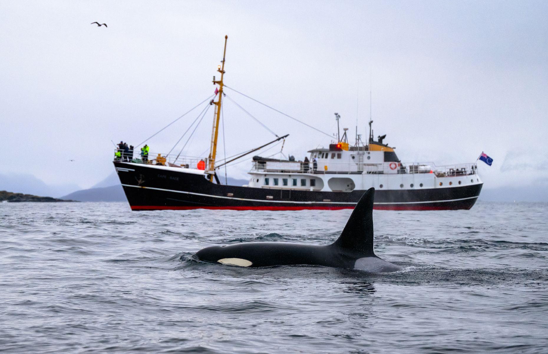 21. Orca