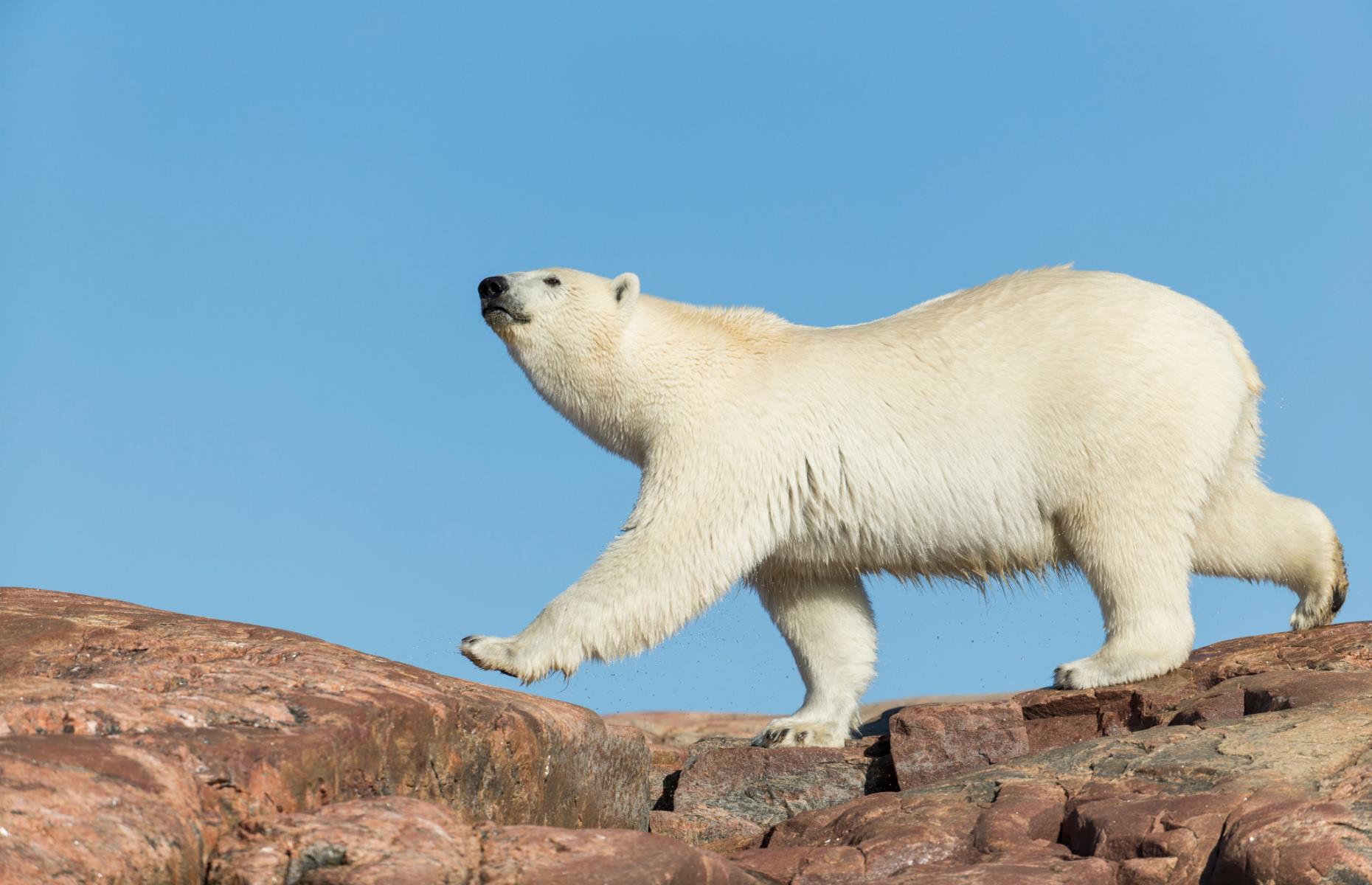 Alert, Nunavut is the world’s most northern permanent settlement