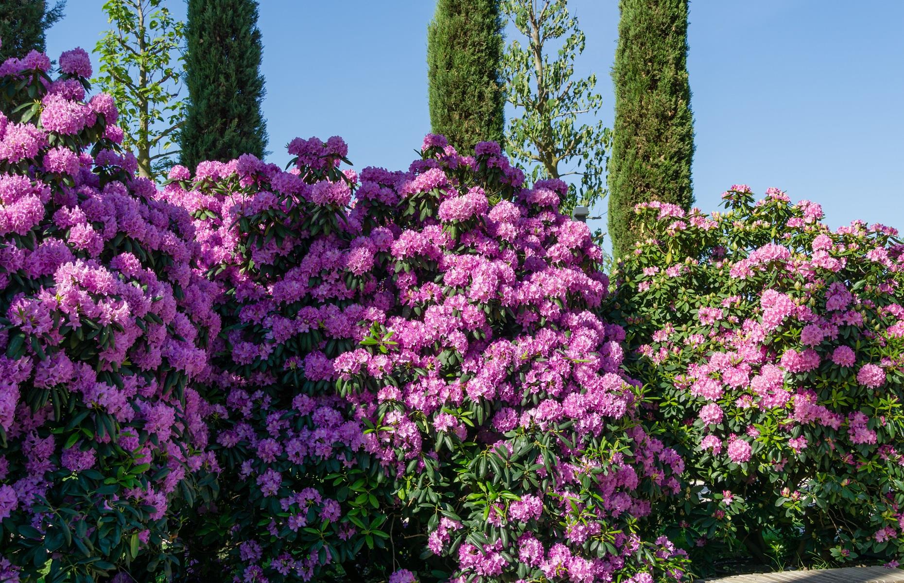 Rhododendron (Rhododendron ponticum)