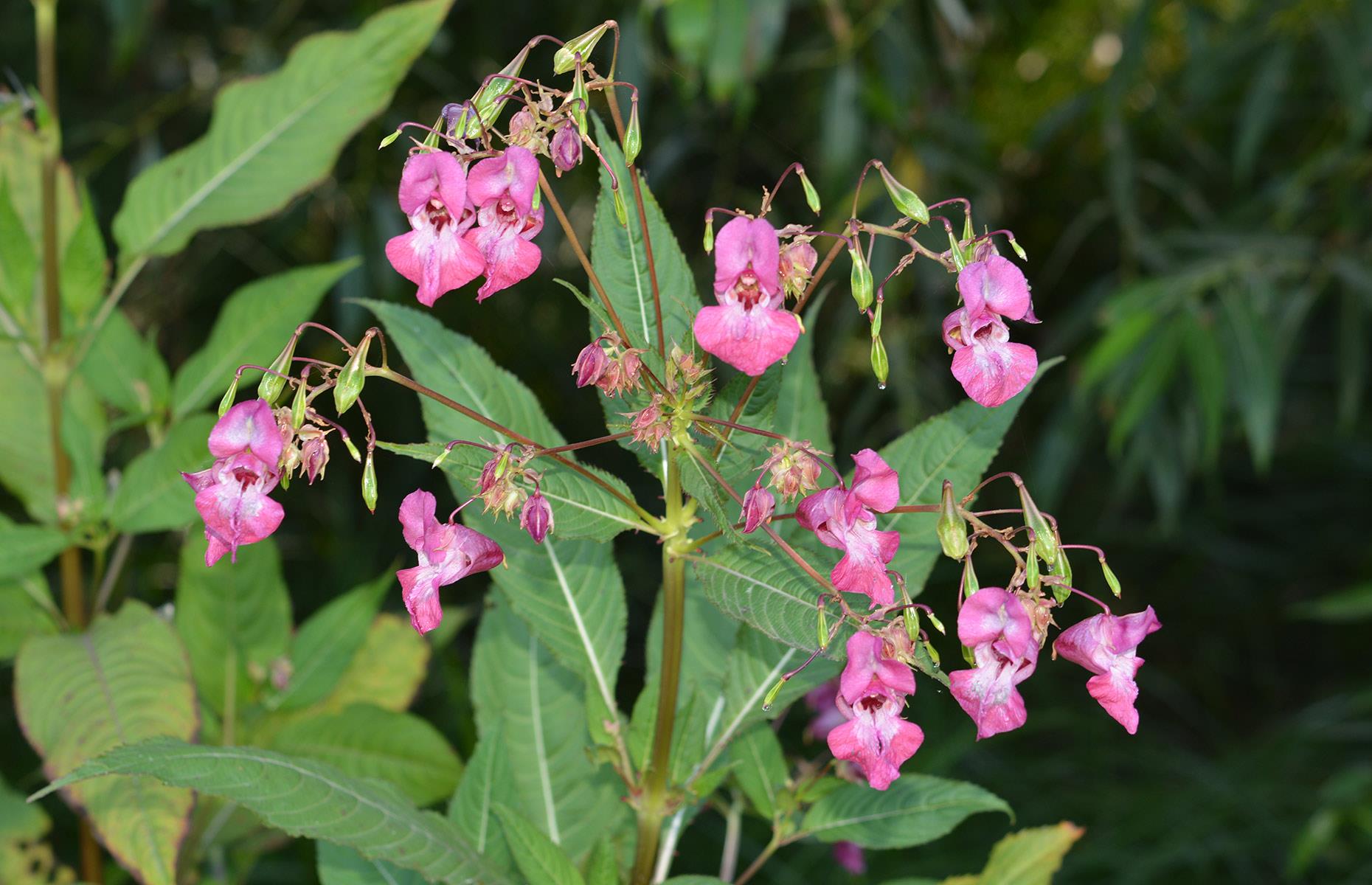 What problems can Himalayan balsam cause?