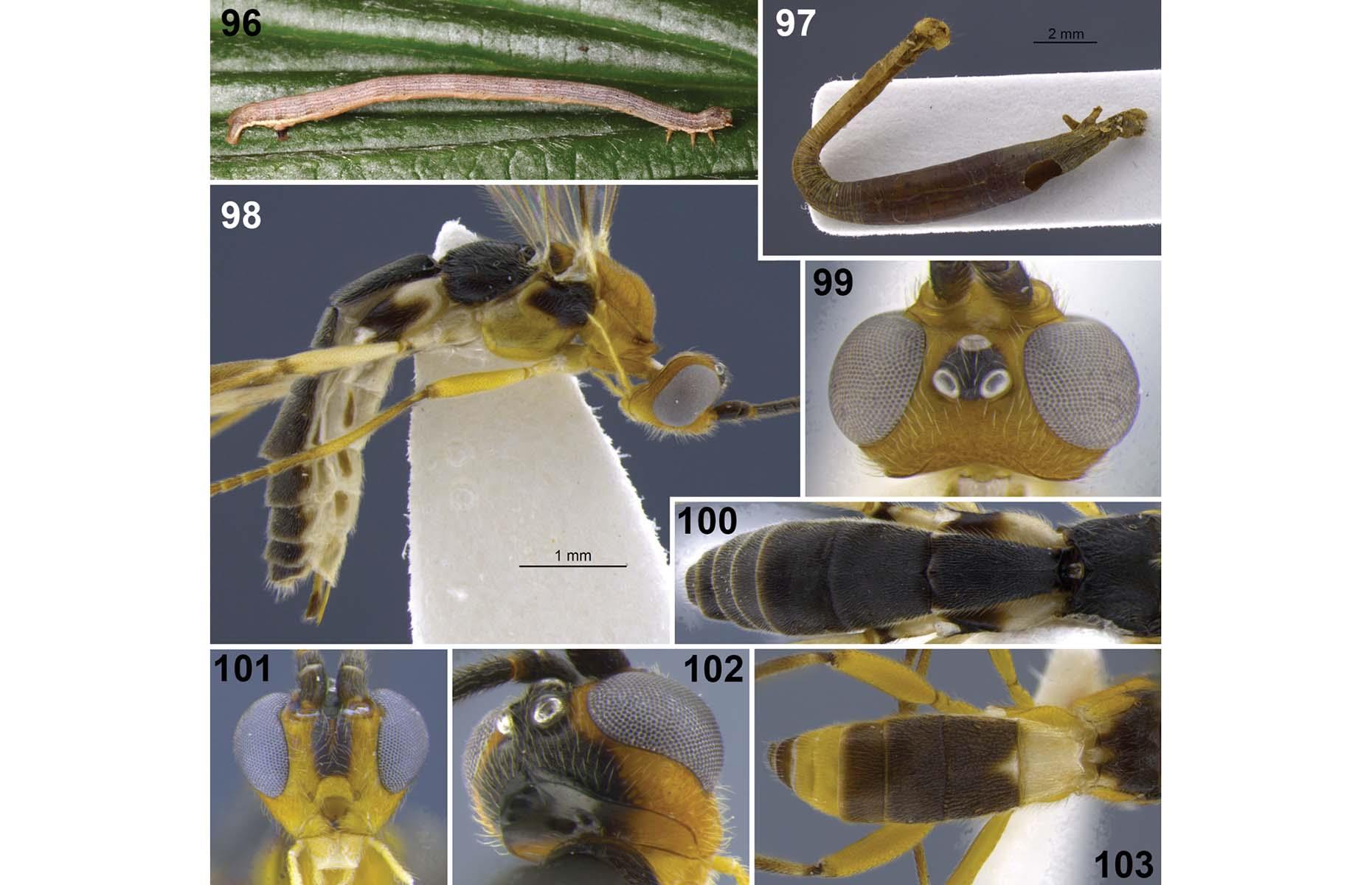 Shakira parasitic wasp