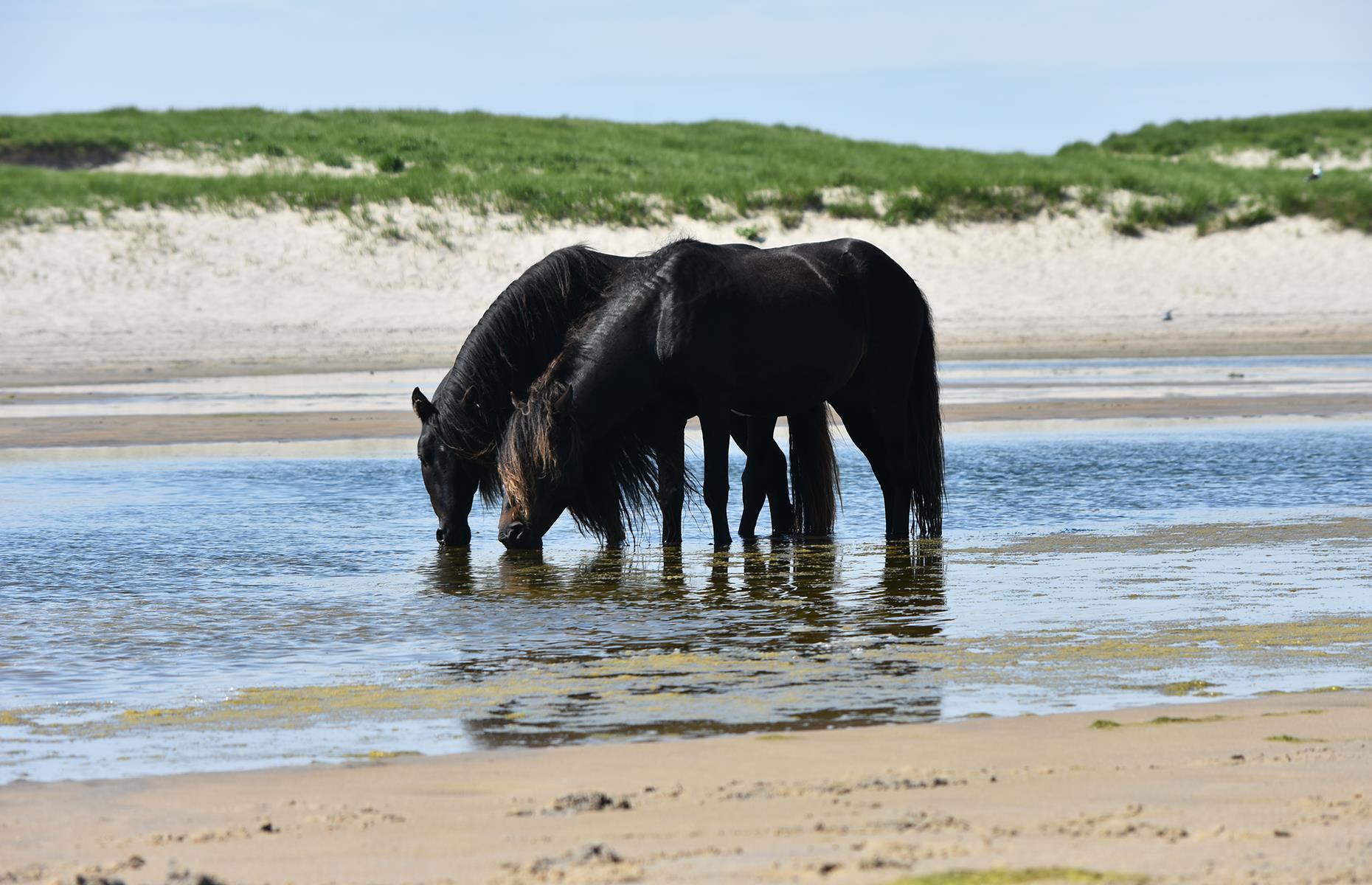 Sable Island National Park Reserve, Nova Scotia