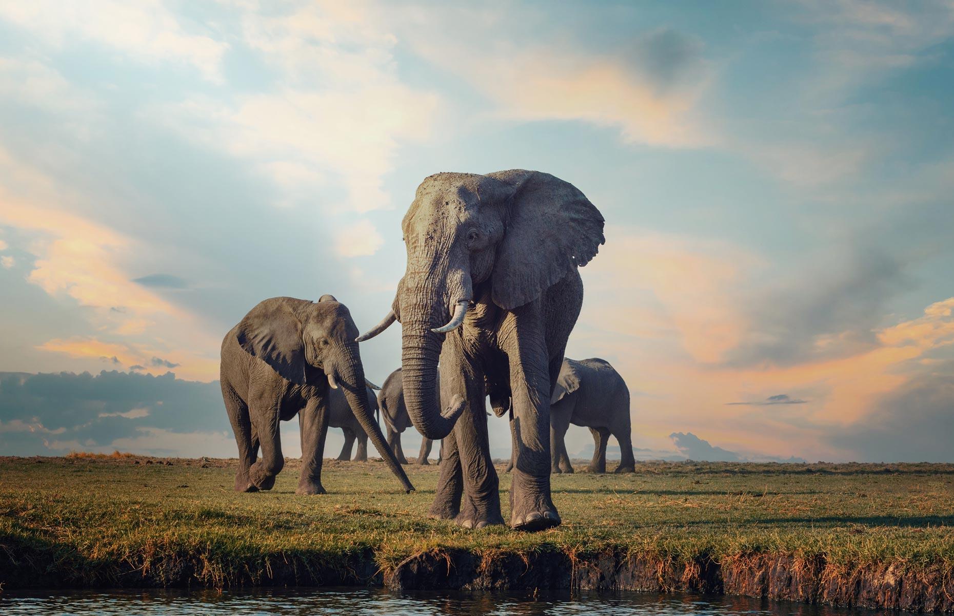 An elephant never forgets (their own name)