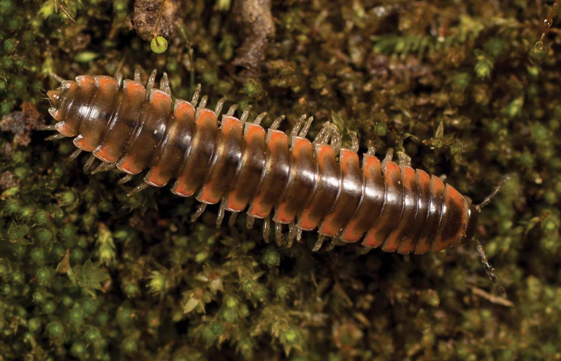Taylor Swift millipede