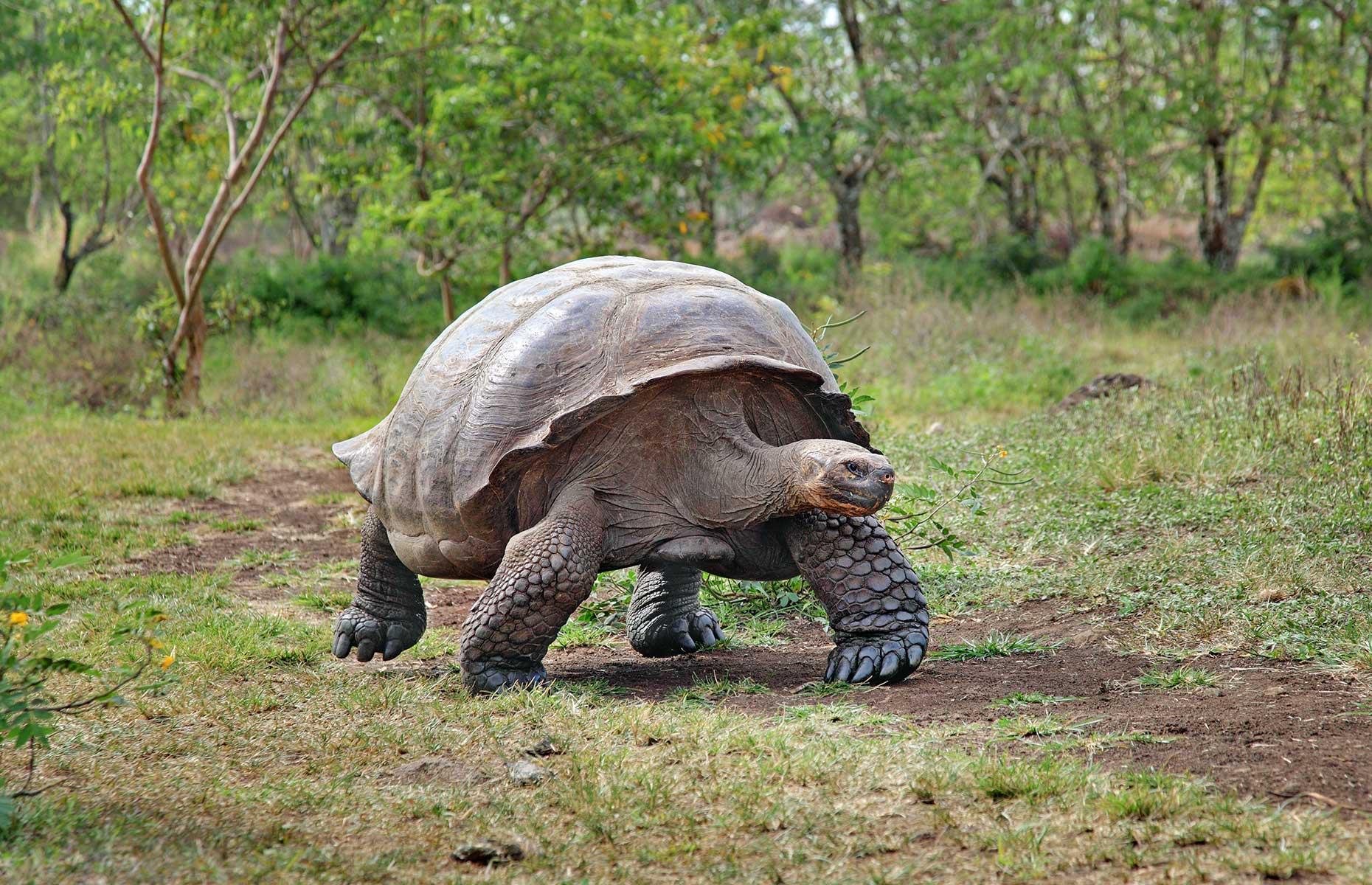 Слоновая черепаха среда обитания. Галапагосская черепаха. Галапагосская слоновая черепаха. Гигантская черепаха Альдабра. Галапагосские острова черепахи.