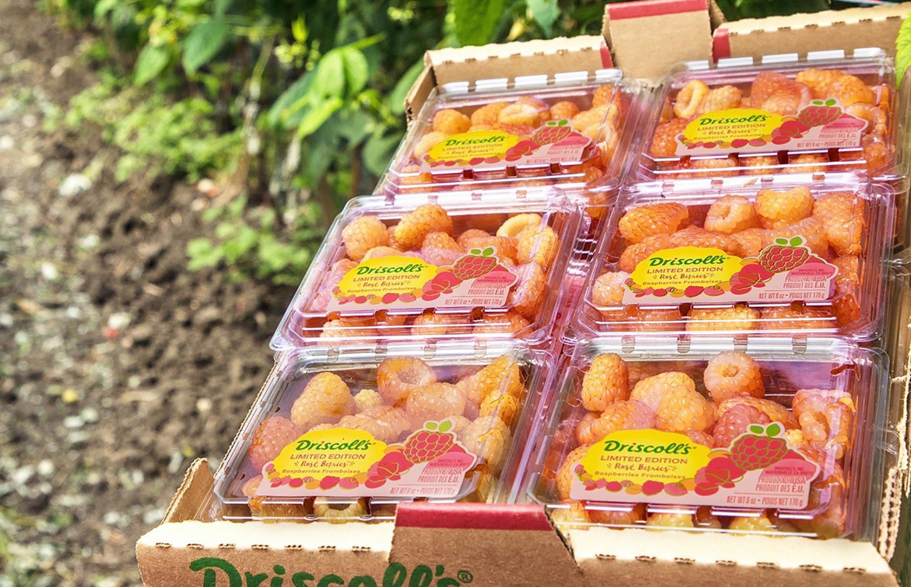 Rosé berries 