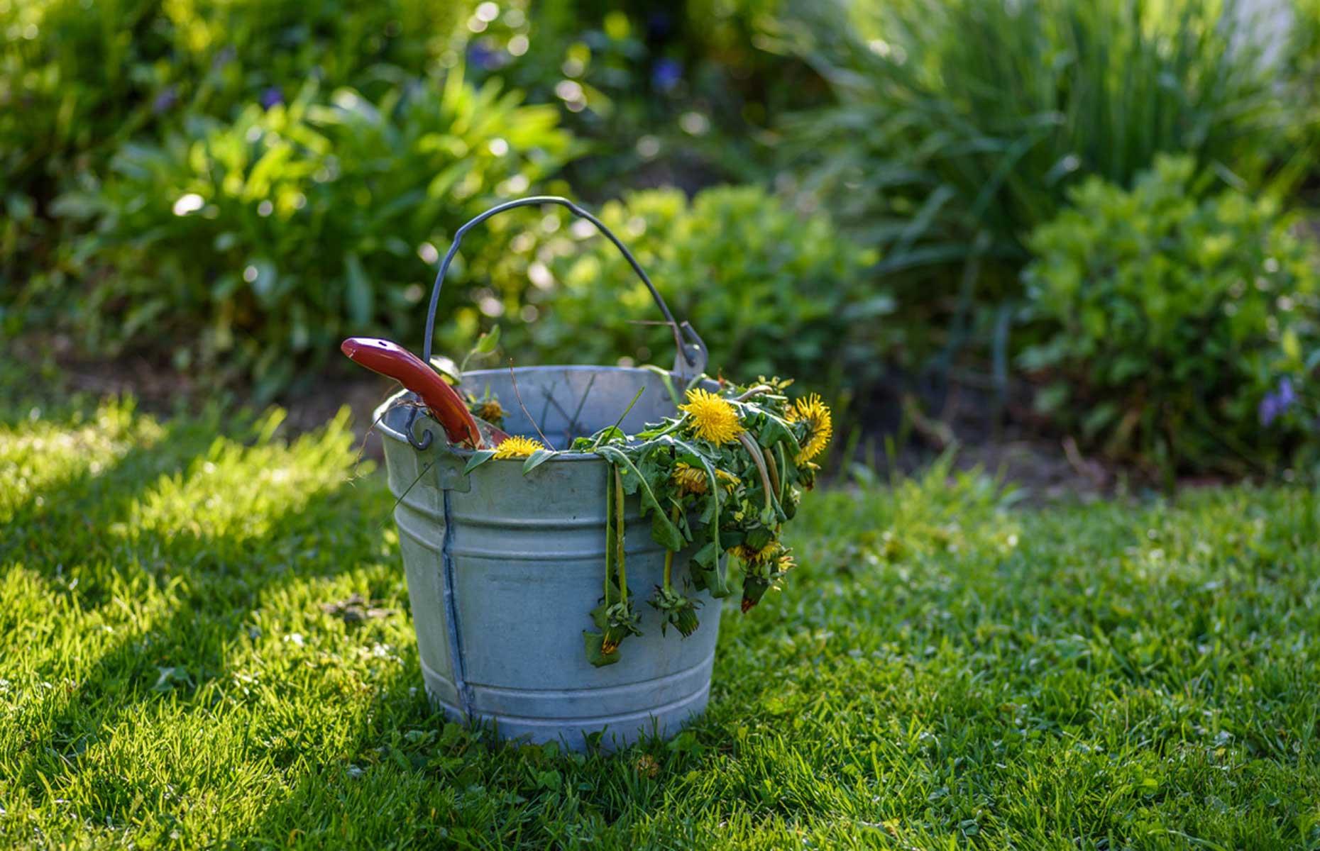 Postponing weeding