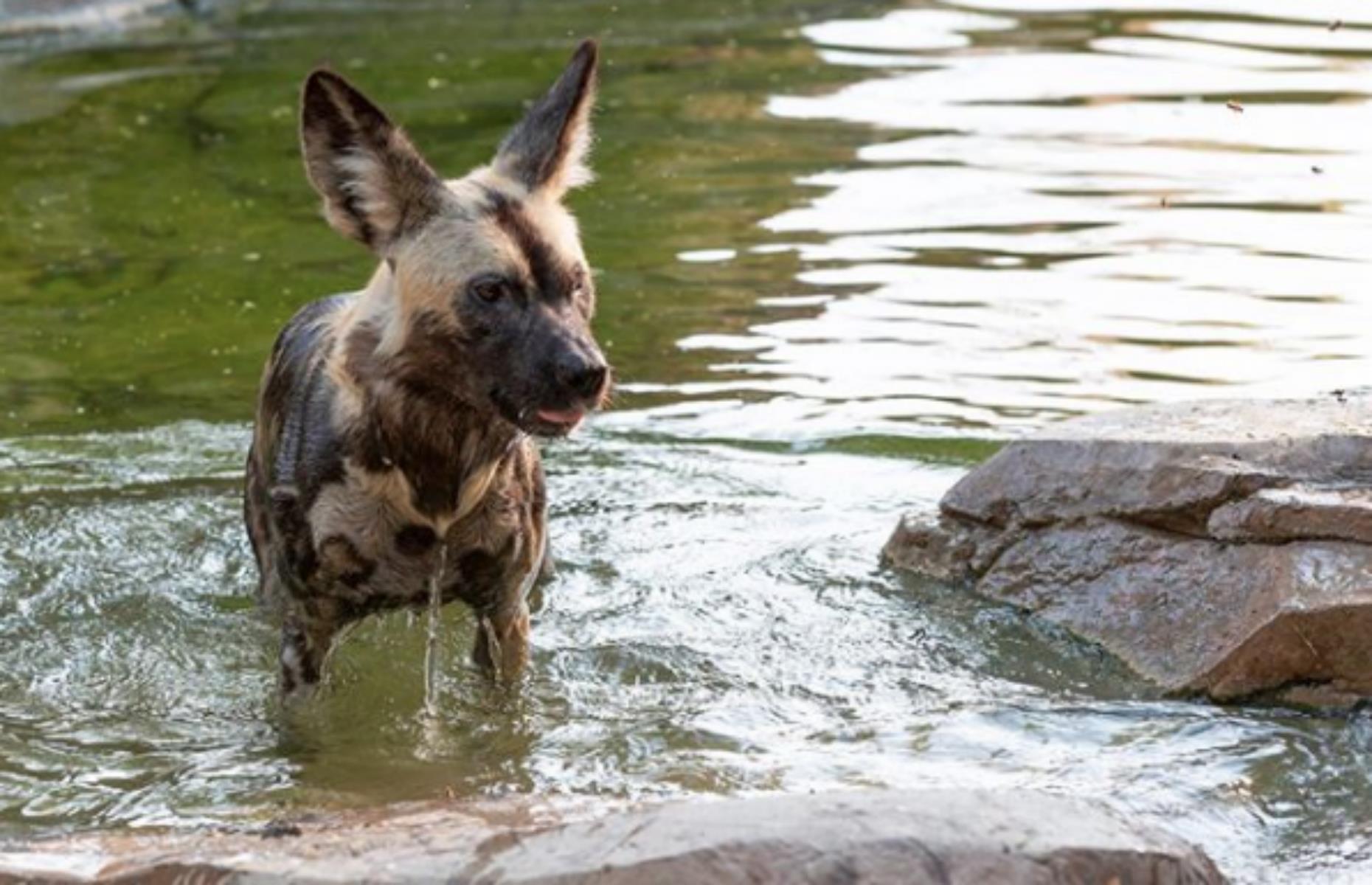 Living Desert Zoo, Palm Desert, California