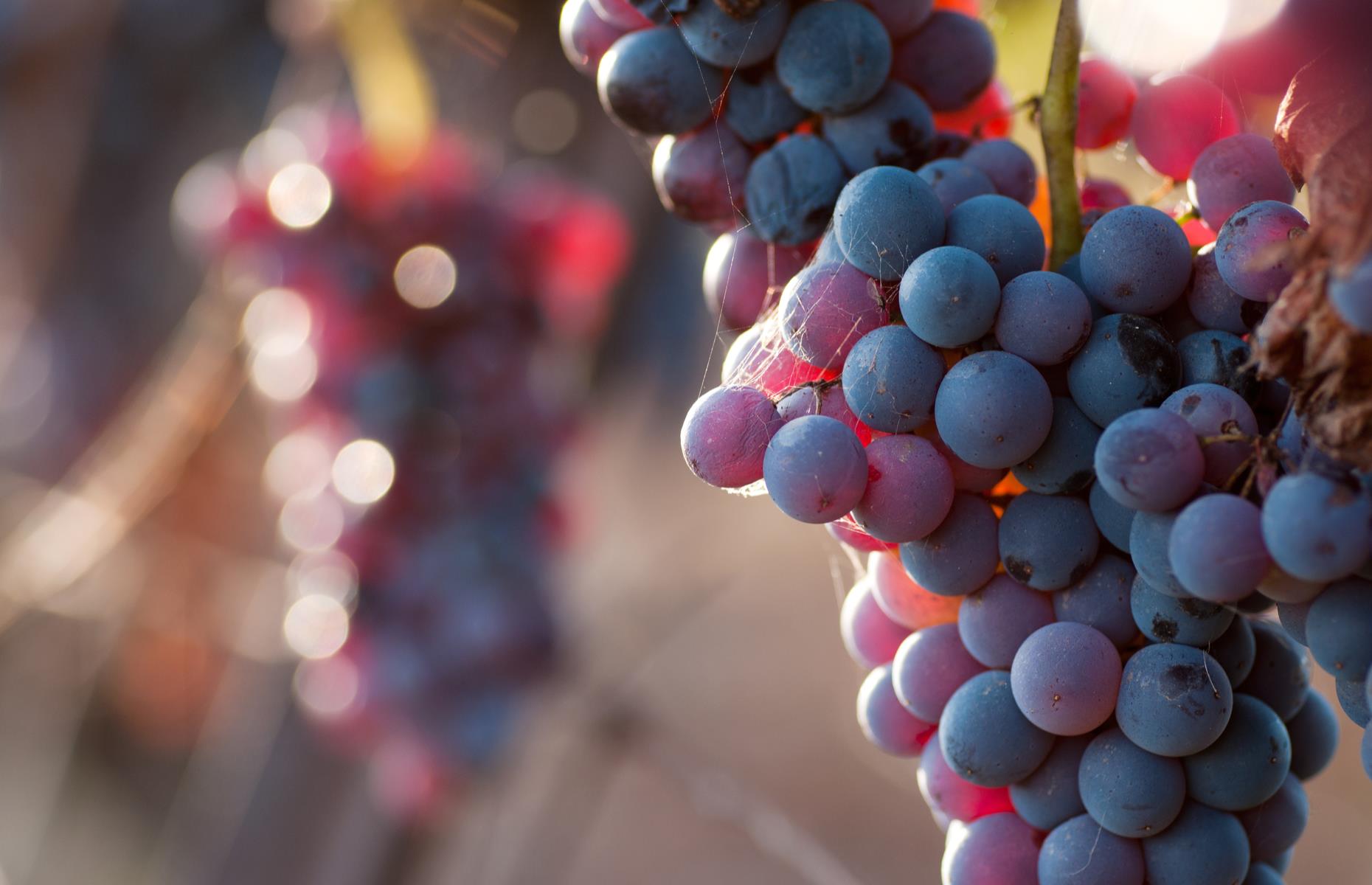 How can seedless grapes reproduce?