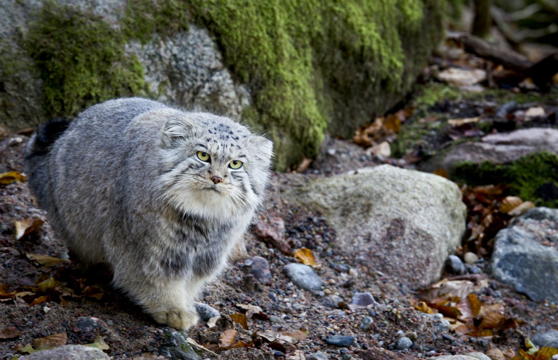 Pallas's cat in Sweden