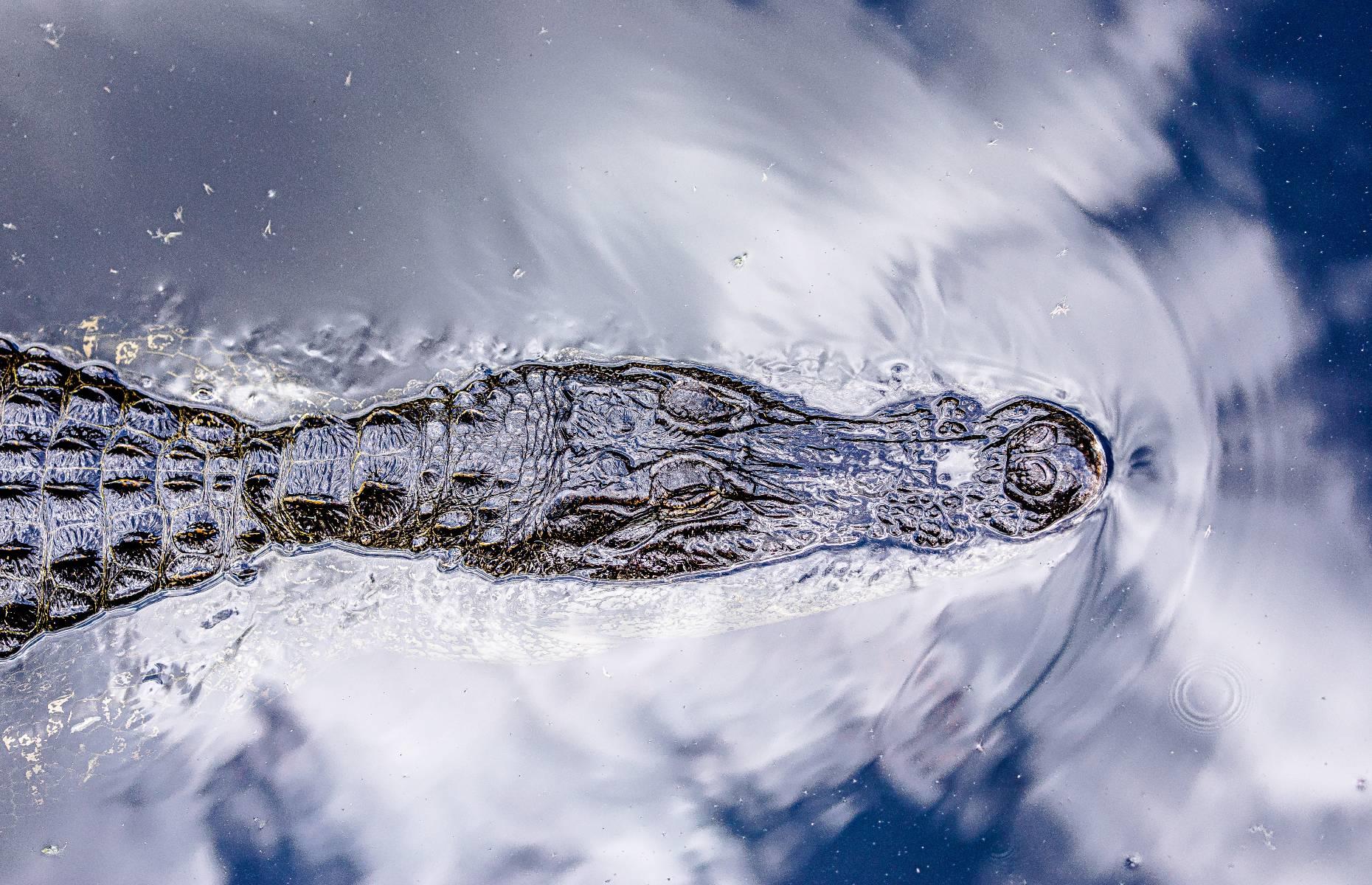 A crocodile in its natural habitat
