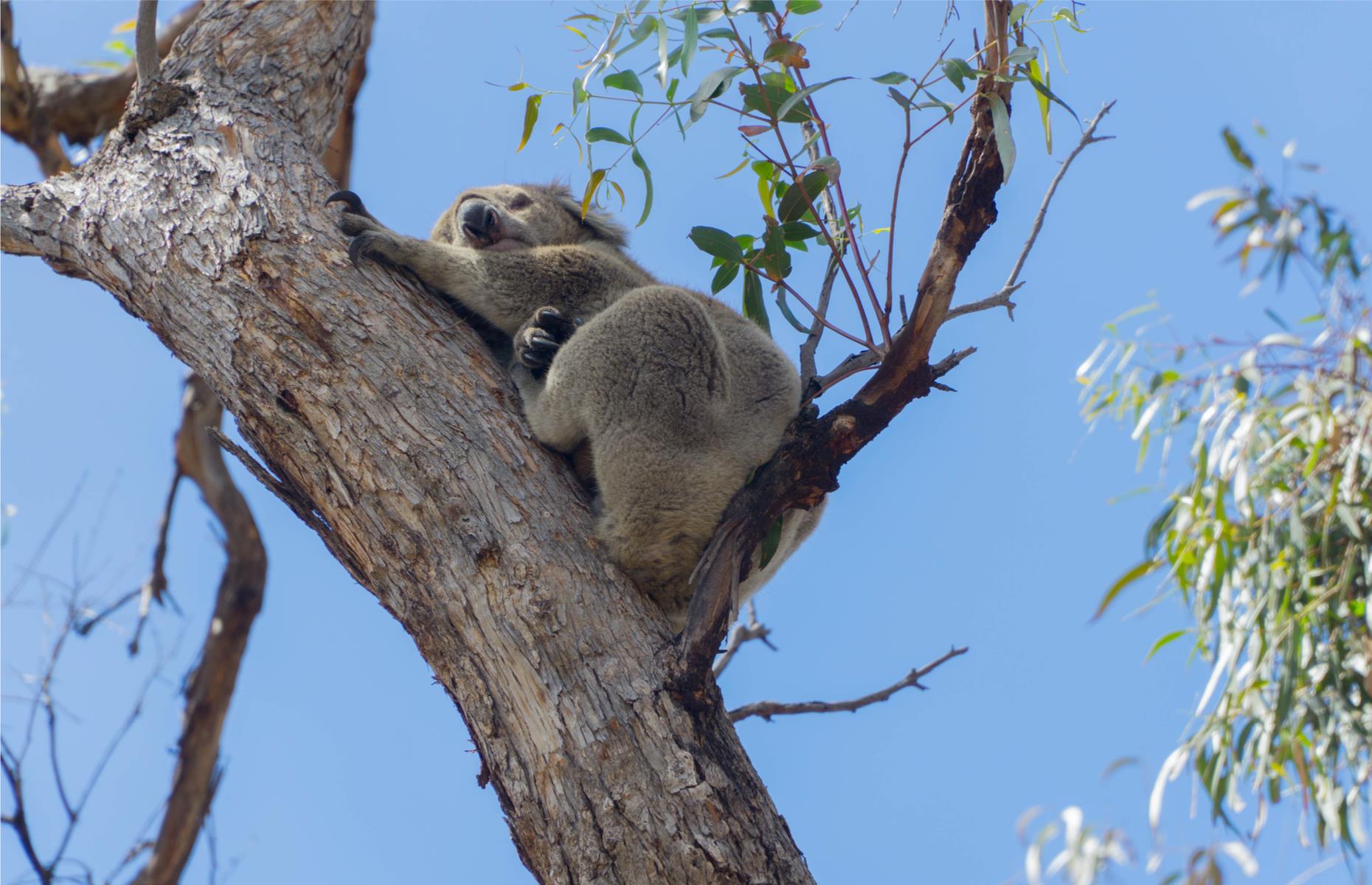 Go koala spotting on Raymond Island, Victoria